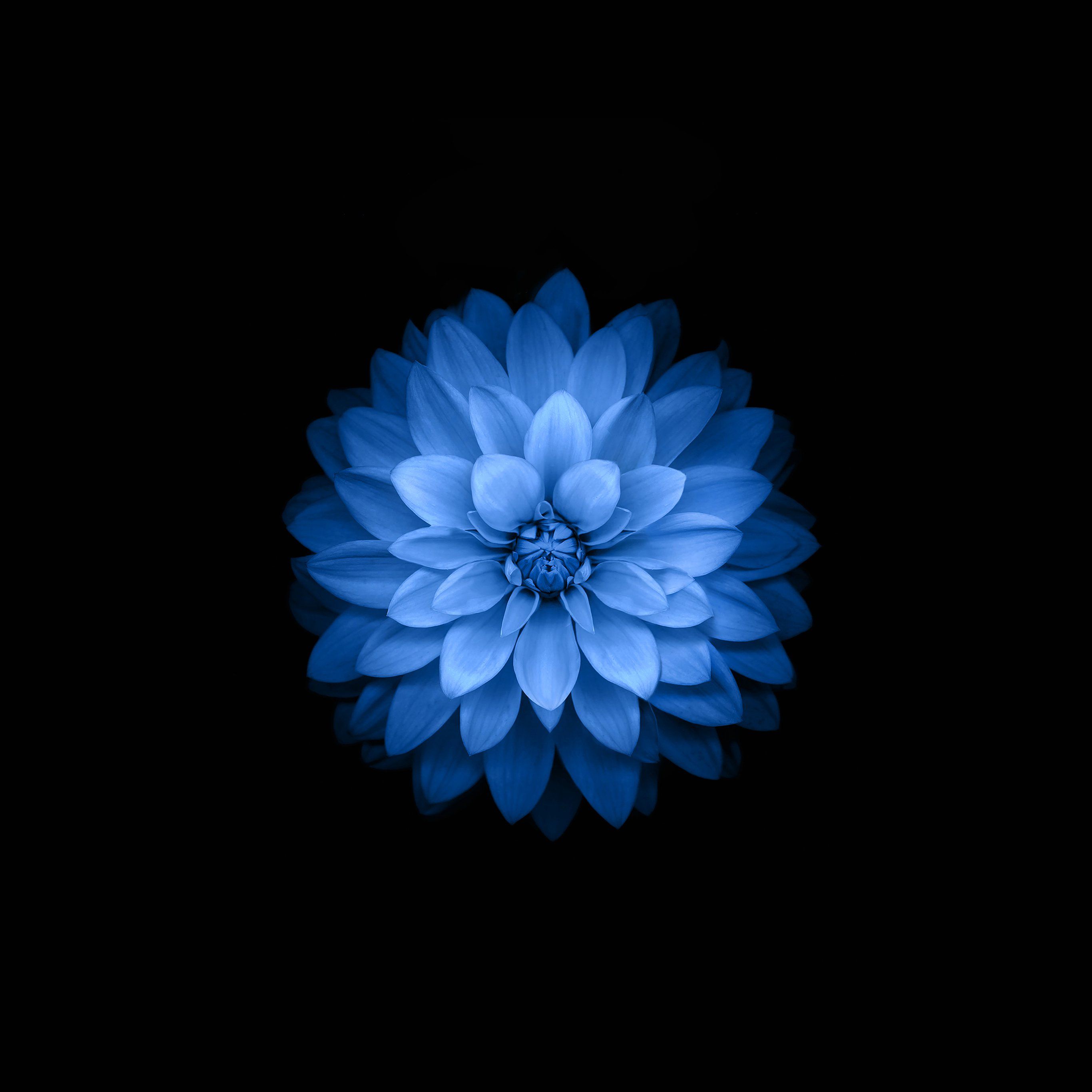 Dark Flowers Desktop Wallpapers  Top Free Dark Flowers Desktop Backgrounds   WallpaperAccess