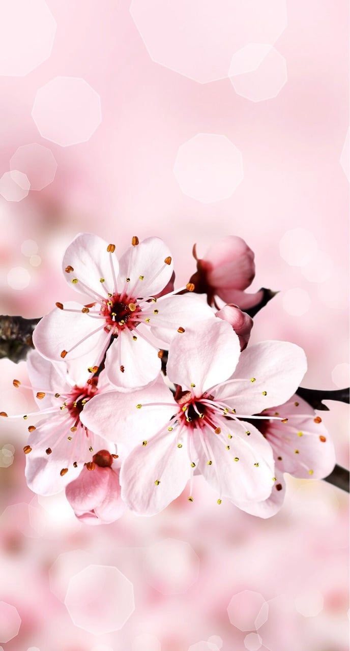 Black cherry blossom black and white pink white HD phone wallpaper   Peakpx