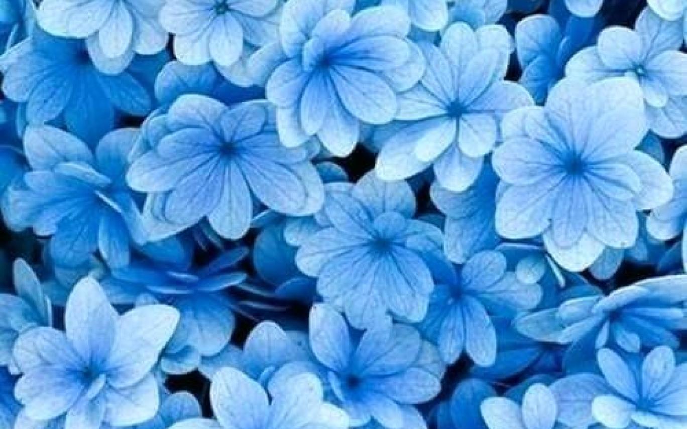 Blue Aesthetic  Flowers Wallpaper Download  MobCup