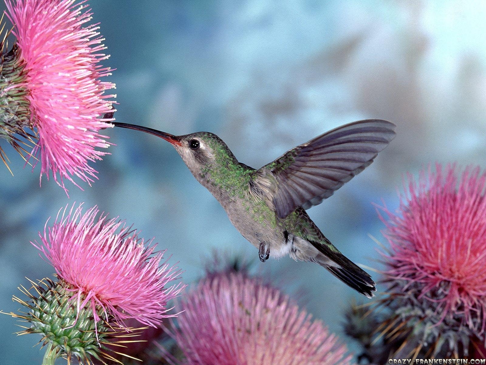 Hummingbird pretty flowers colors bonito spring HD wallpaper  Peakpx