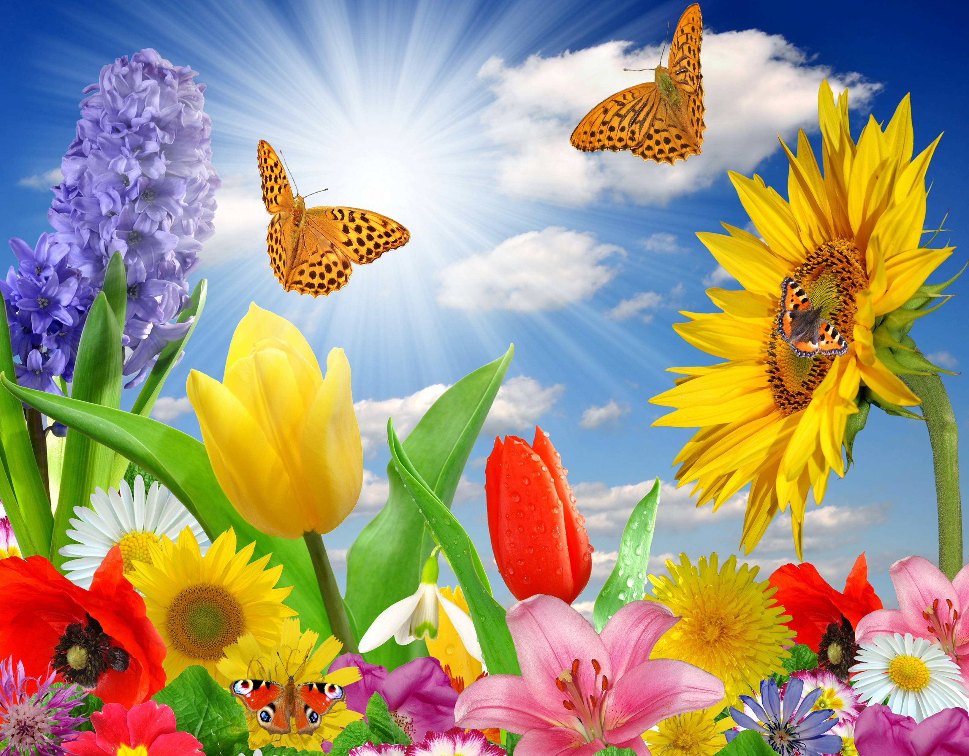 Flowers and Butterflies Wallpapers on WallpaperDog