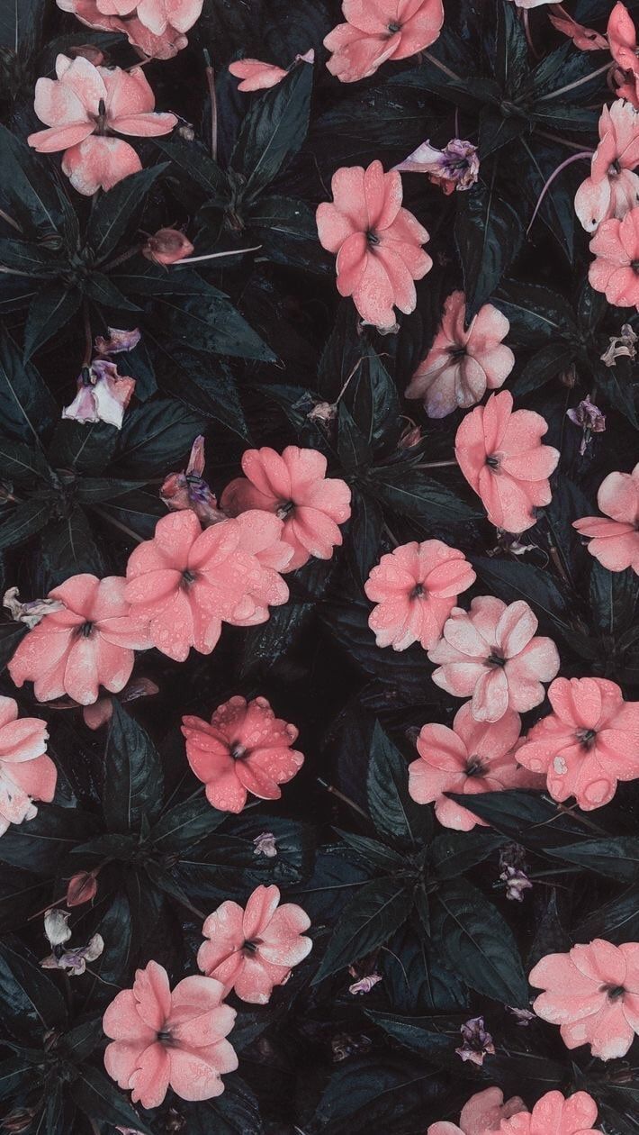 56 Aesthetic Flower Wallpapers For iPhone HD  Free  Everything Abode