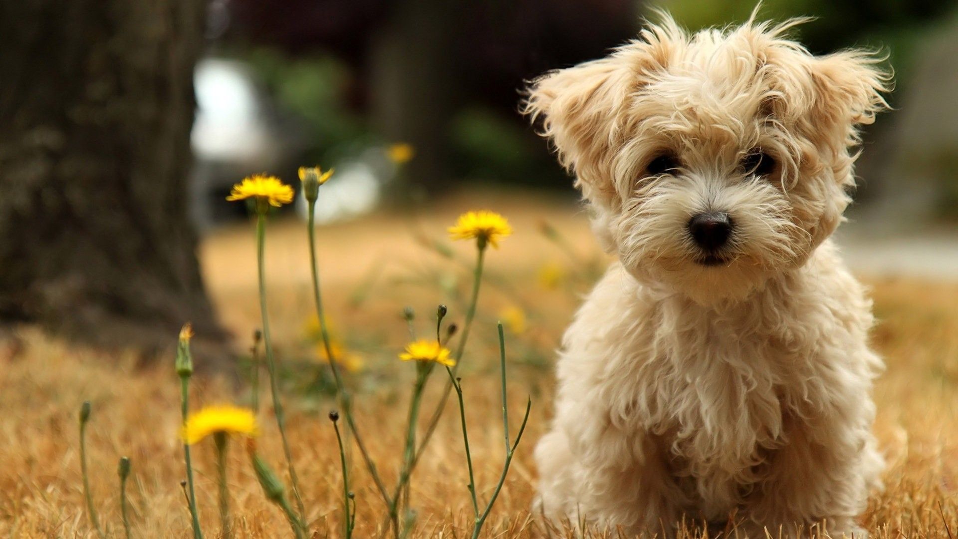 Puppy cute animals HD wallpaper download