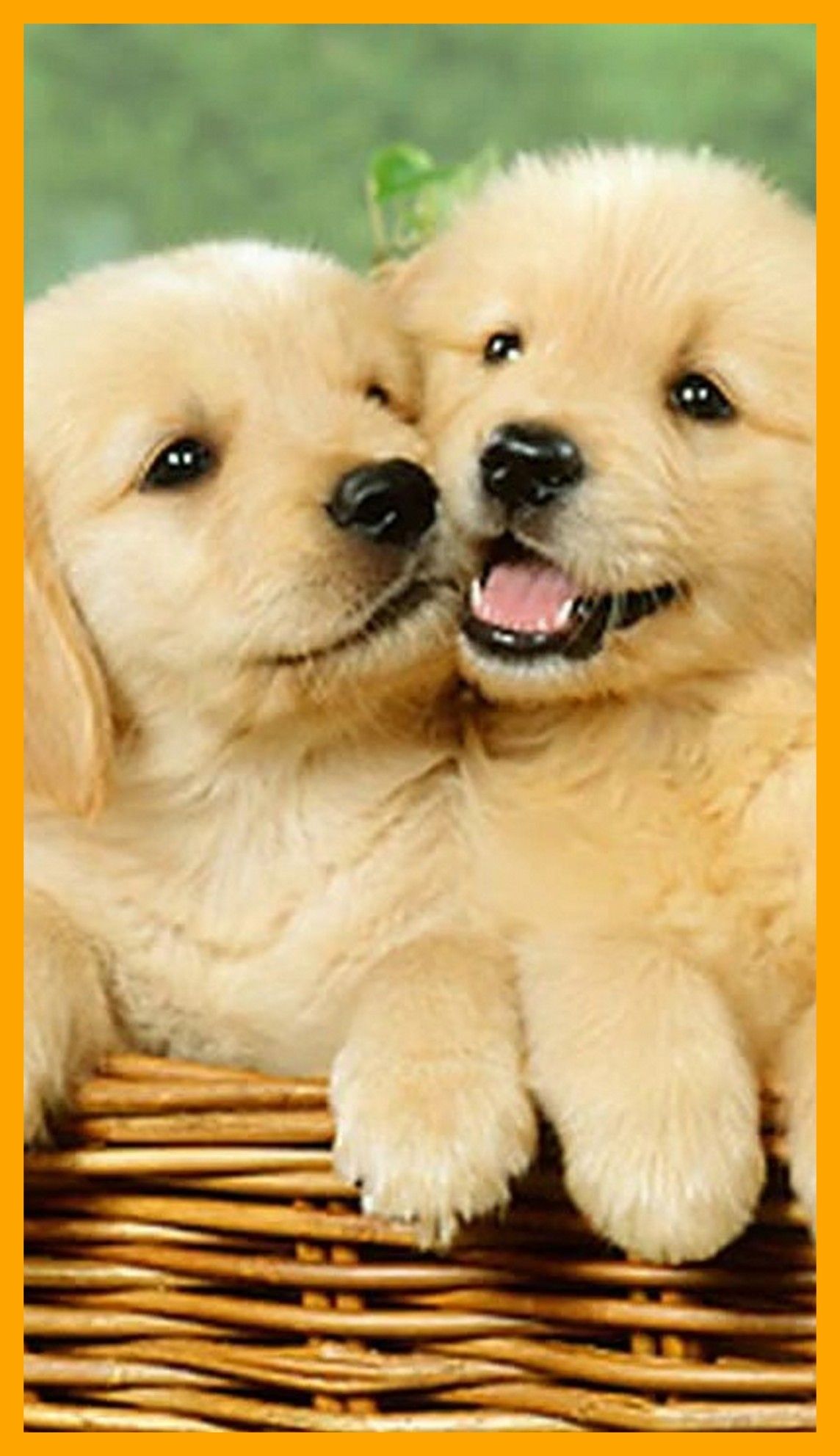 Dog Wallpapers On WallpaperDog