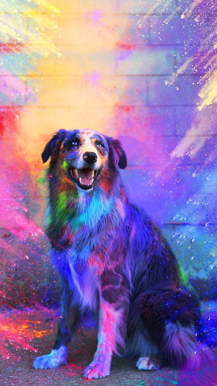 Dog Wallpapers on WallpaperDog