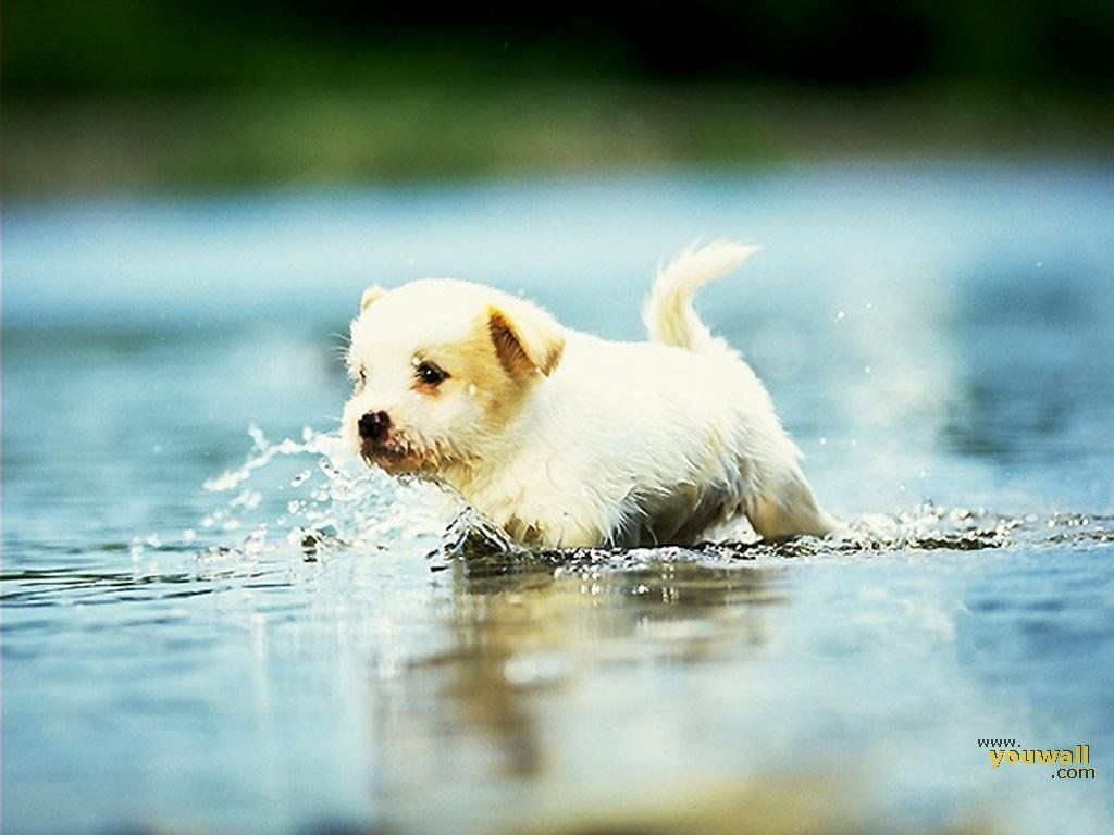 Cute Dogs Wallpapers on WallpaperDog