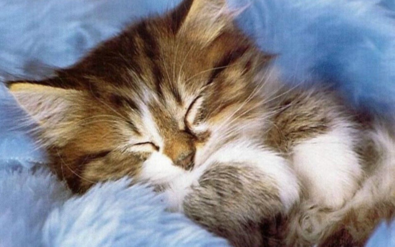 Very Cute Kitten Wallpapers on WallpaperDog