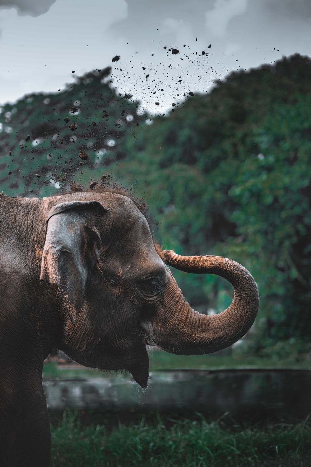 African Elephants IPhone Wallpaper  IPhone Wallpapers  iPhone Wallpapers