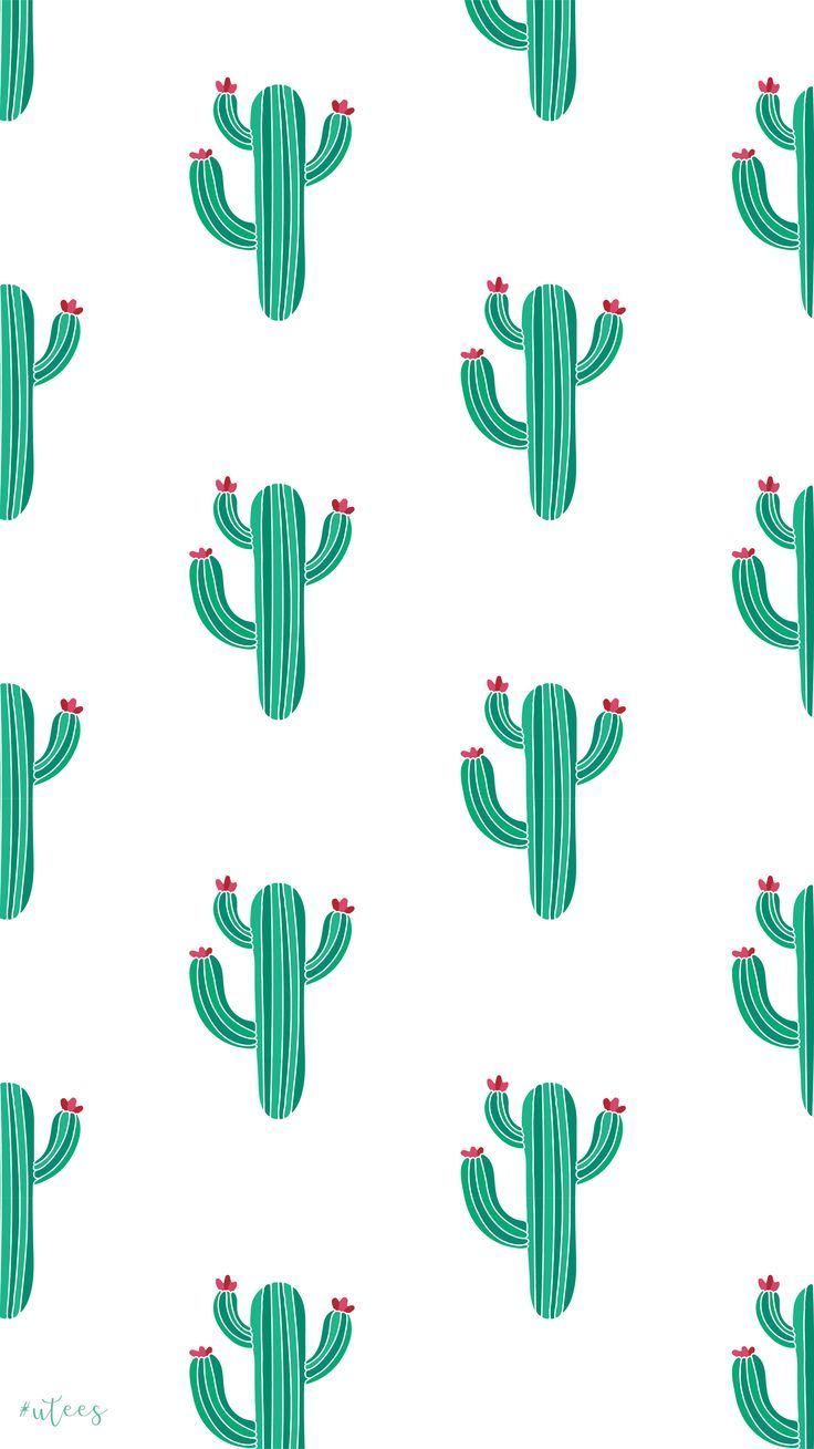 Cactus Wallpapers Free HD Download 500 HQ  Unsplash