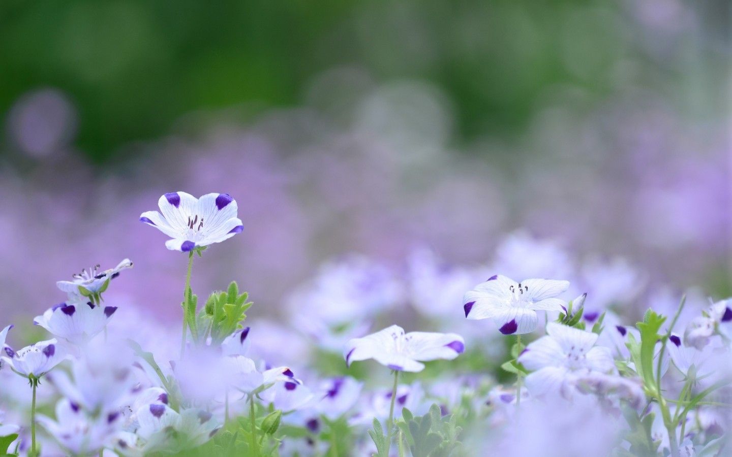 White Flower Garden Wallpapers on WallpaperDog