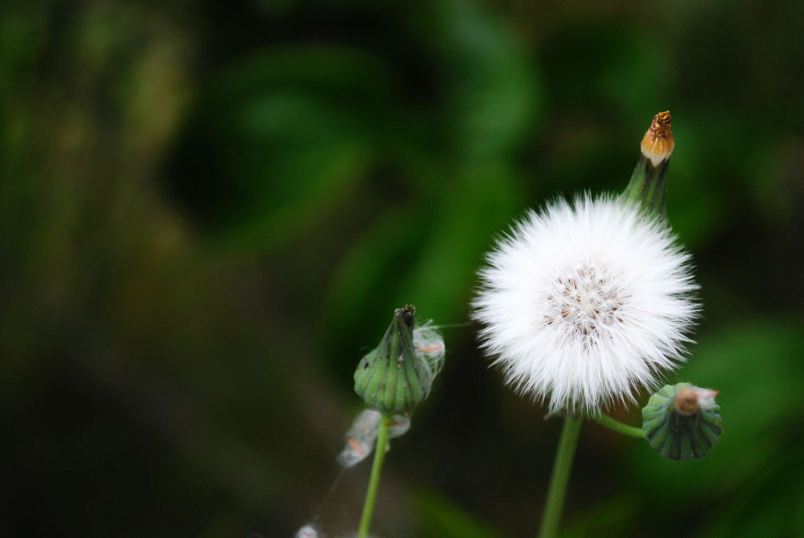 White Flower Garden Wallpapers on WallpaperDog