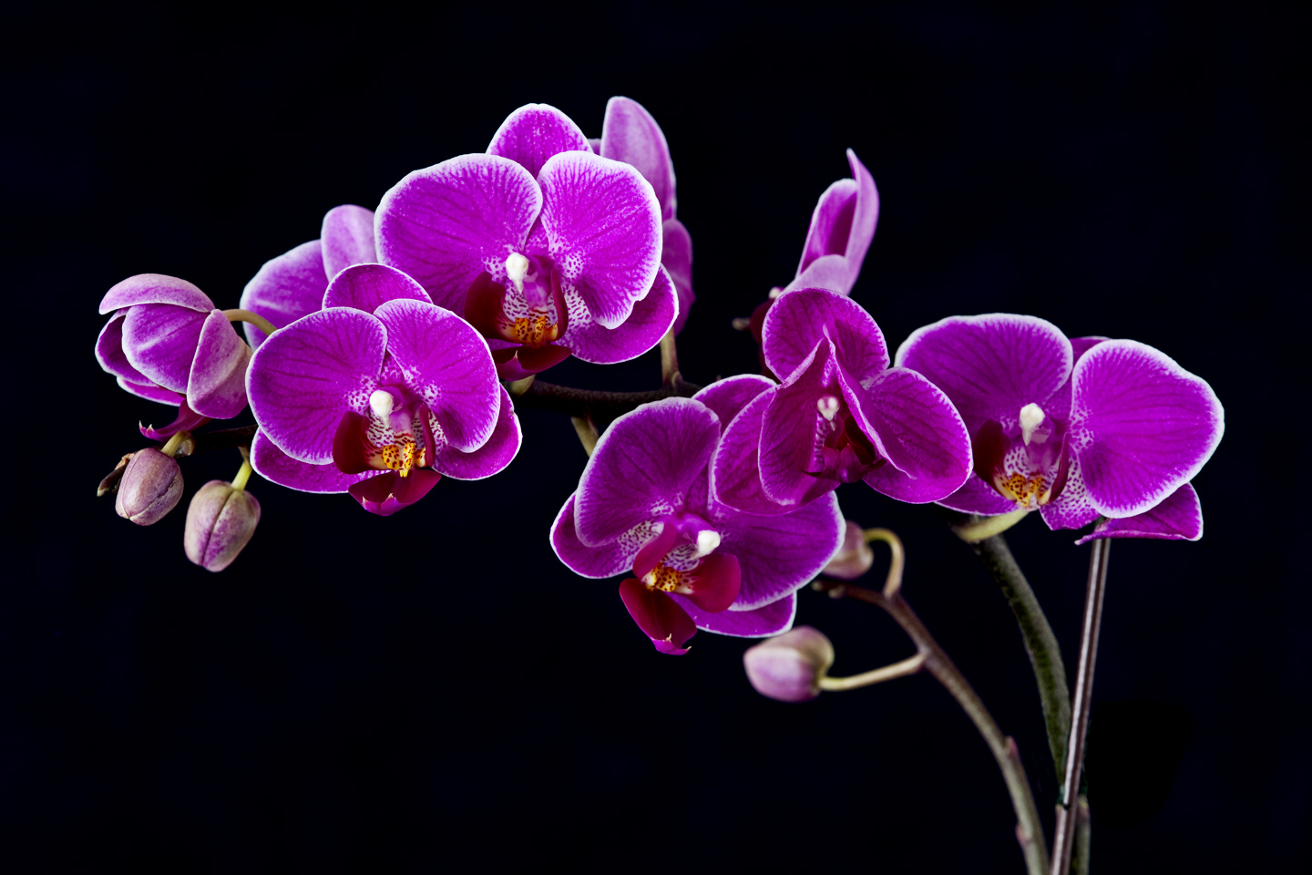 Purple Orchids Wallpaper Hd