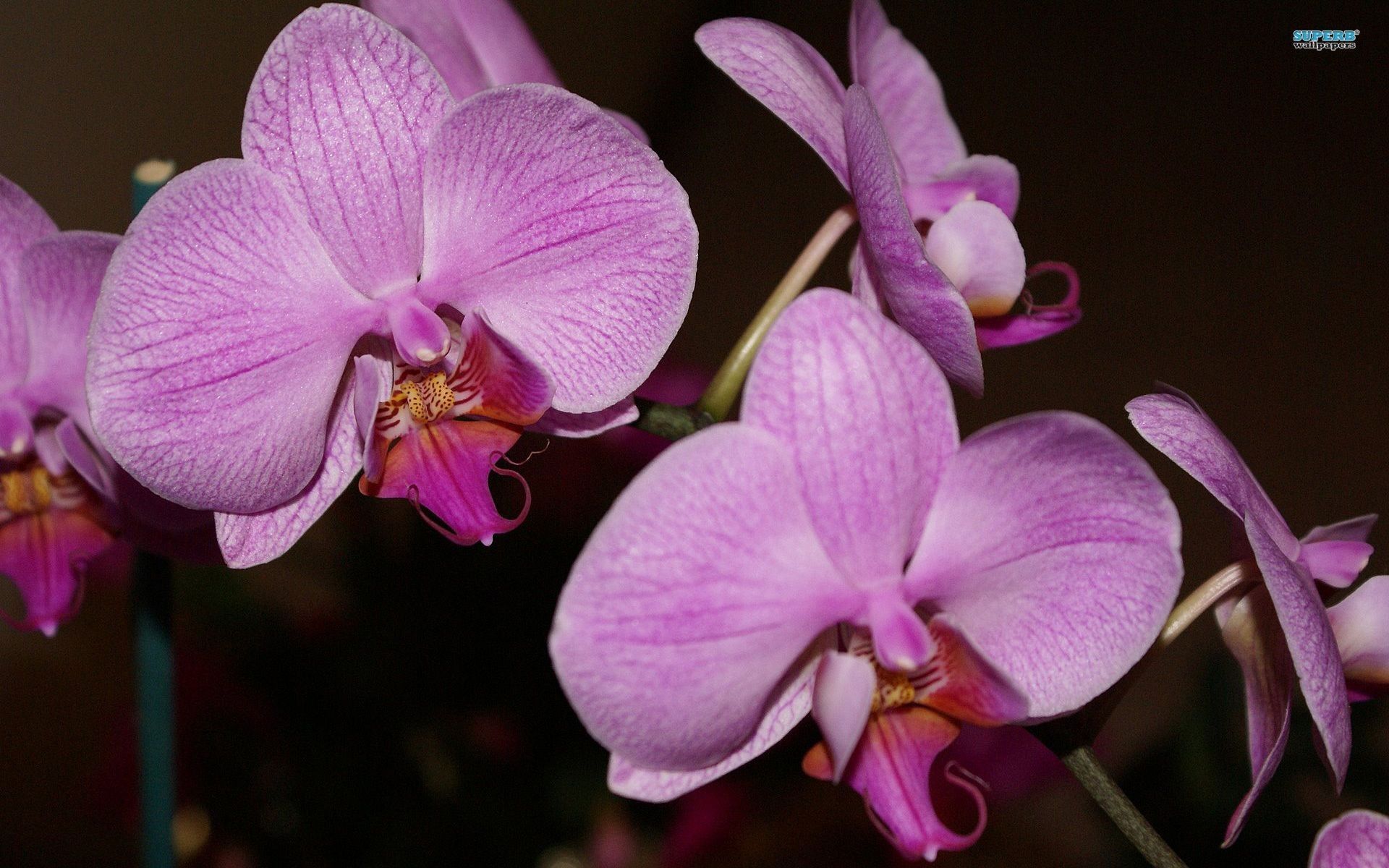 Blue and Purple Orchids Wallpapers on WallpaperDog