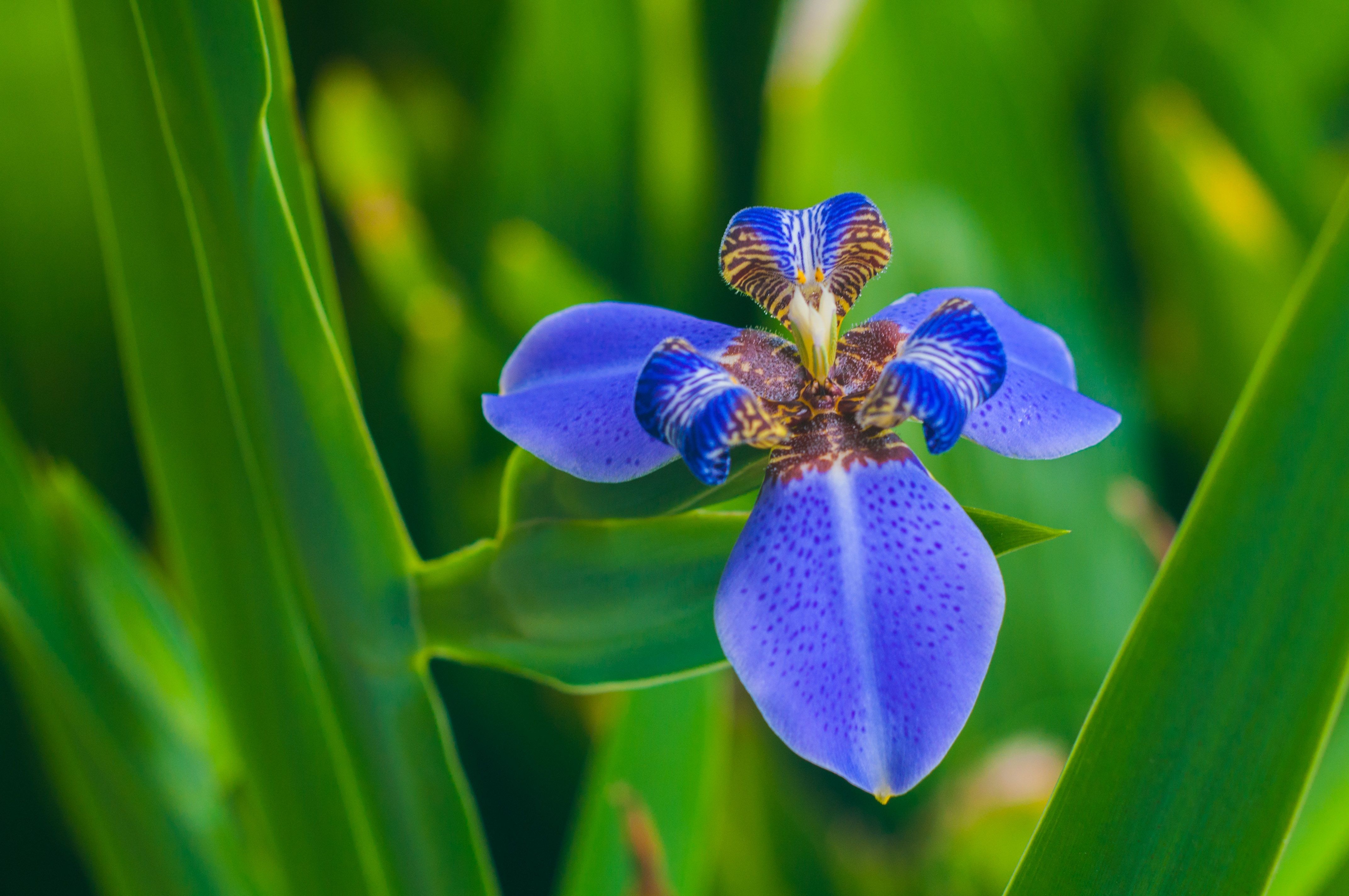 Blue and Purple Orchids Wallpapers on WallpaperDog