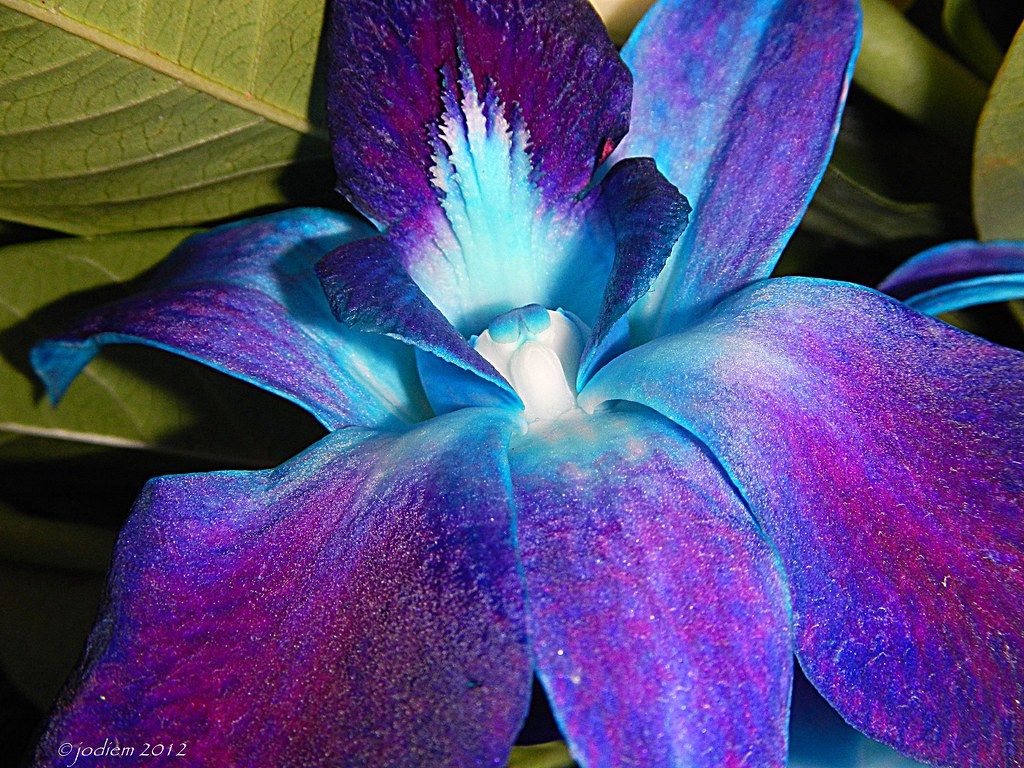 Blue Orchid Flowers - a photo on Flickriver  Blue orchid flower, Orchid  flower, Purple orchids