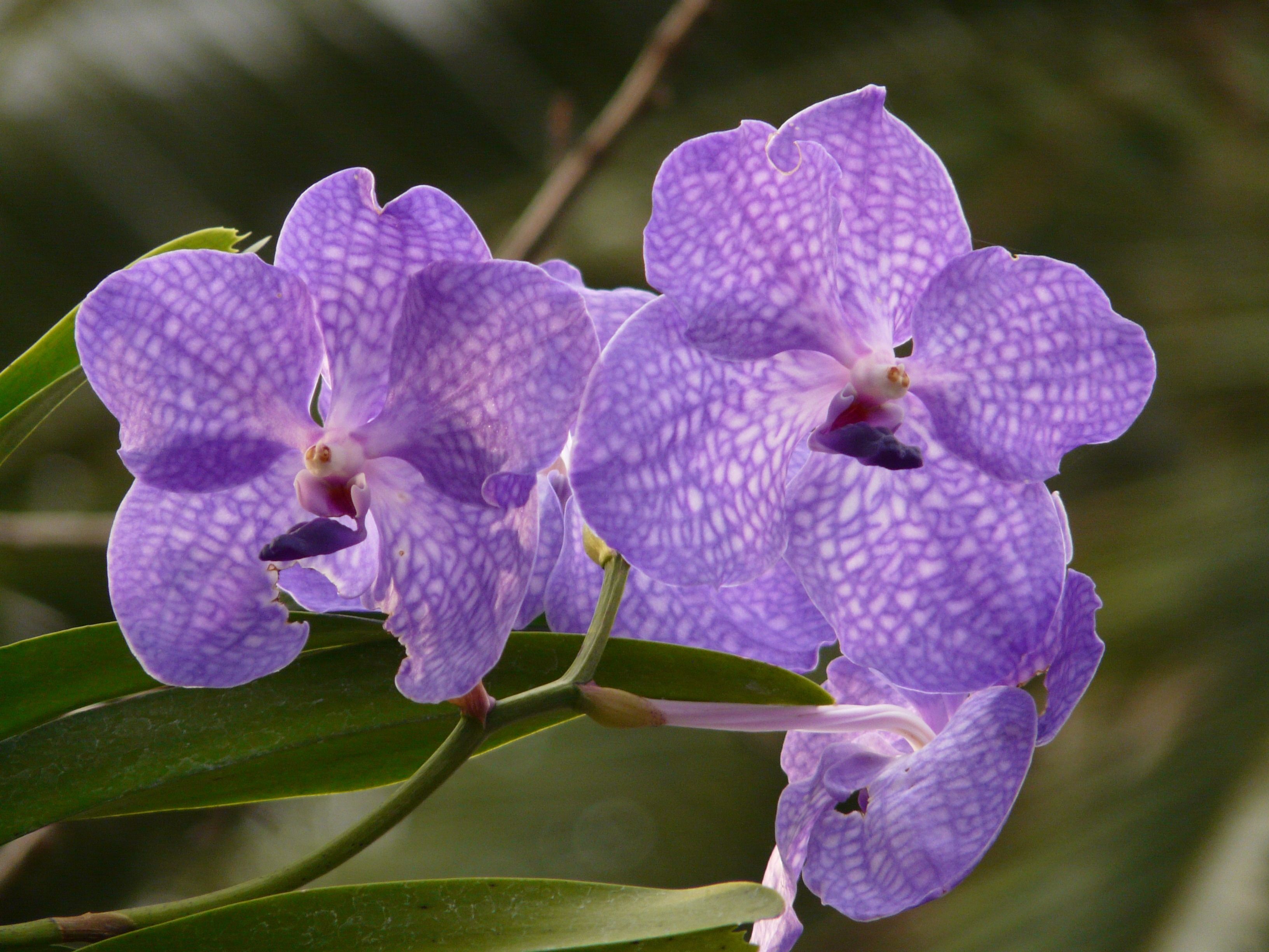 Blue and Purple Orchids Wallpapers on WallpaperDog