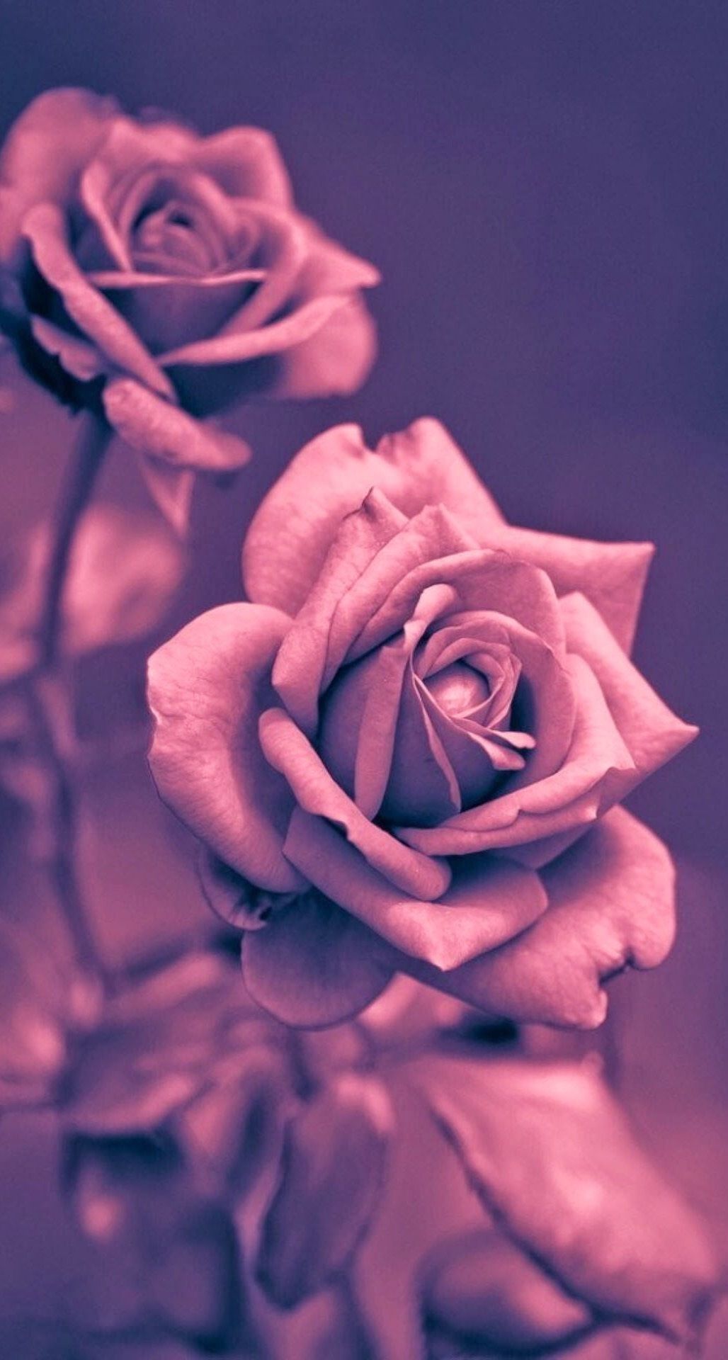 Bộ sưu tập hình nền đáng yêu với hoa hồng vô cùng dễ thương sẽ khiến bạn phải xuýt xoa. Hãy chiêm ngưỡng những bông hoa hồng tuyệt đẹp đầy màu sắc được sắp xếp một cách tinh tế trên nền nâu trầm ấm. Hình nền này sẽ không chỉ làm tươi mới và tạo cảm hứng cho điện thoại của bạn mà còn đem tới cho bạn cảm giác tràn đầy hạnh phúc và yêu đời. Hãy khám phá ngay!