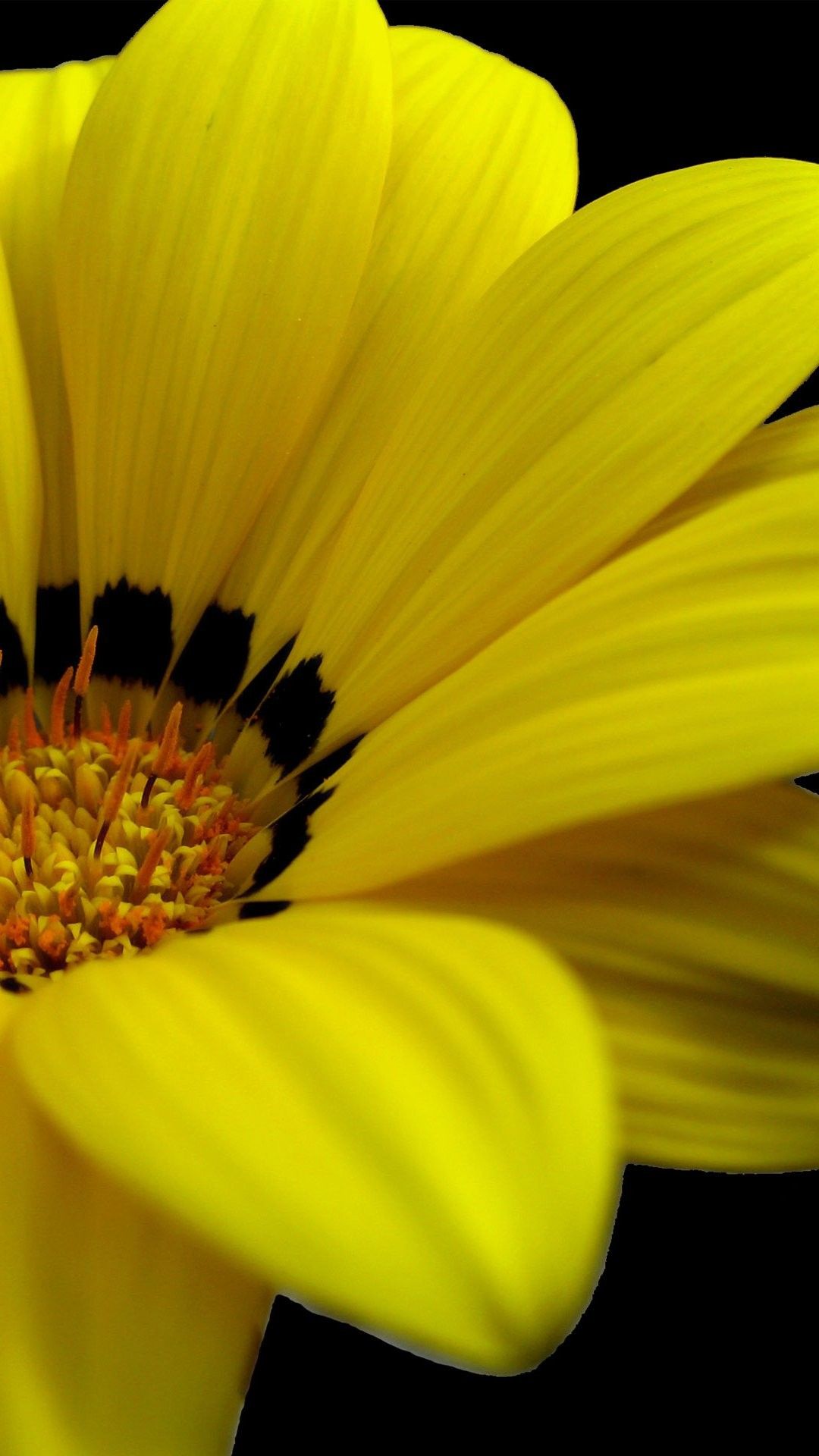 Yellow Flower iPhone Wallpapers on WallpaperDog