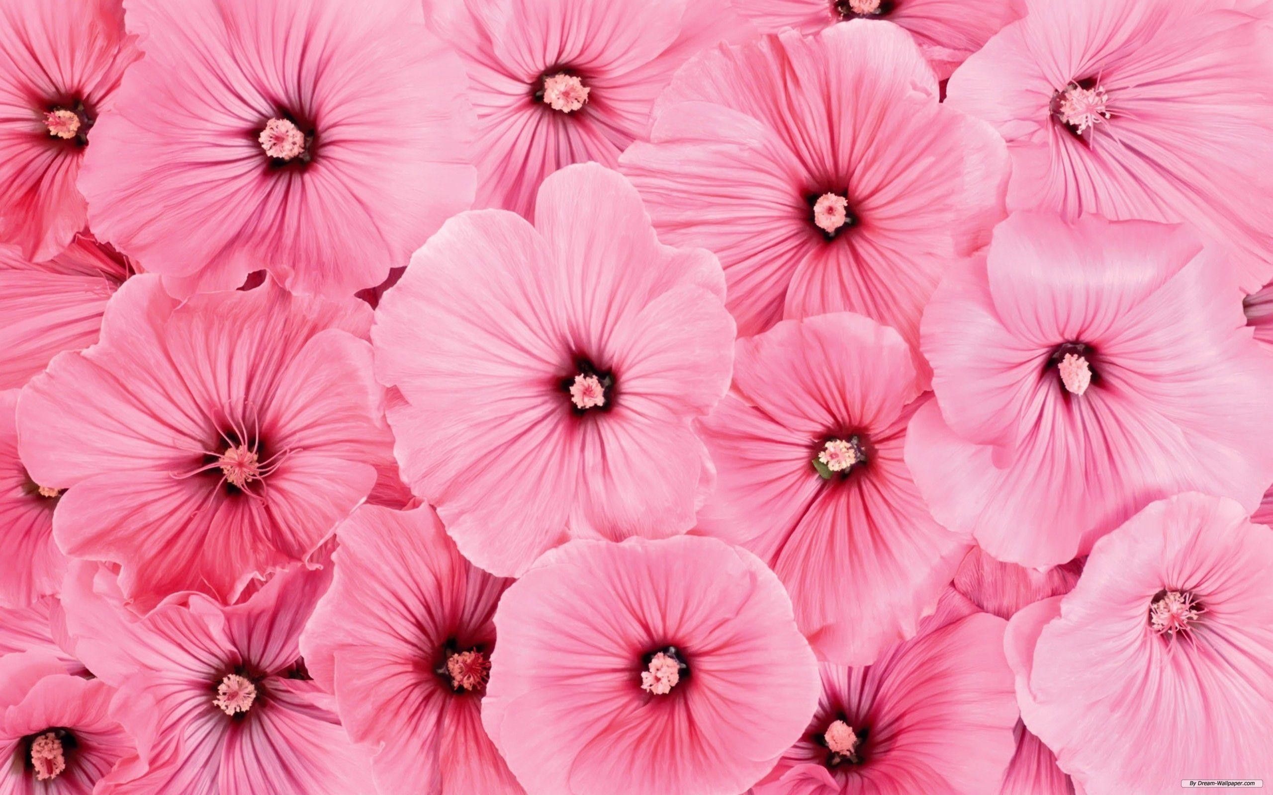Những bức hình nền màu hồng với hoa rực rỡ sẽ giúp bạn thư giãn và tạo điểm nhấn hoa cho màn hình của mình. Hãy tải và sử dụng những bức hình nền này để tạo không gian sống mới.