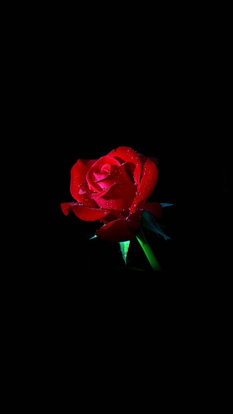 Red Rose IPhone Wallpaper  IPhone Wallpapers  iPhone Wallpapers