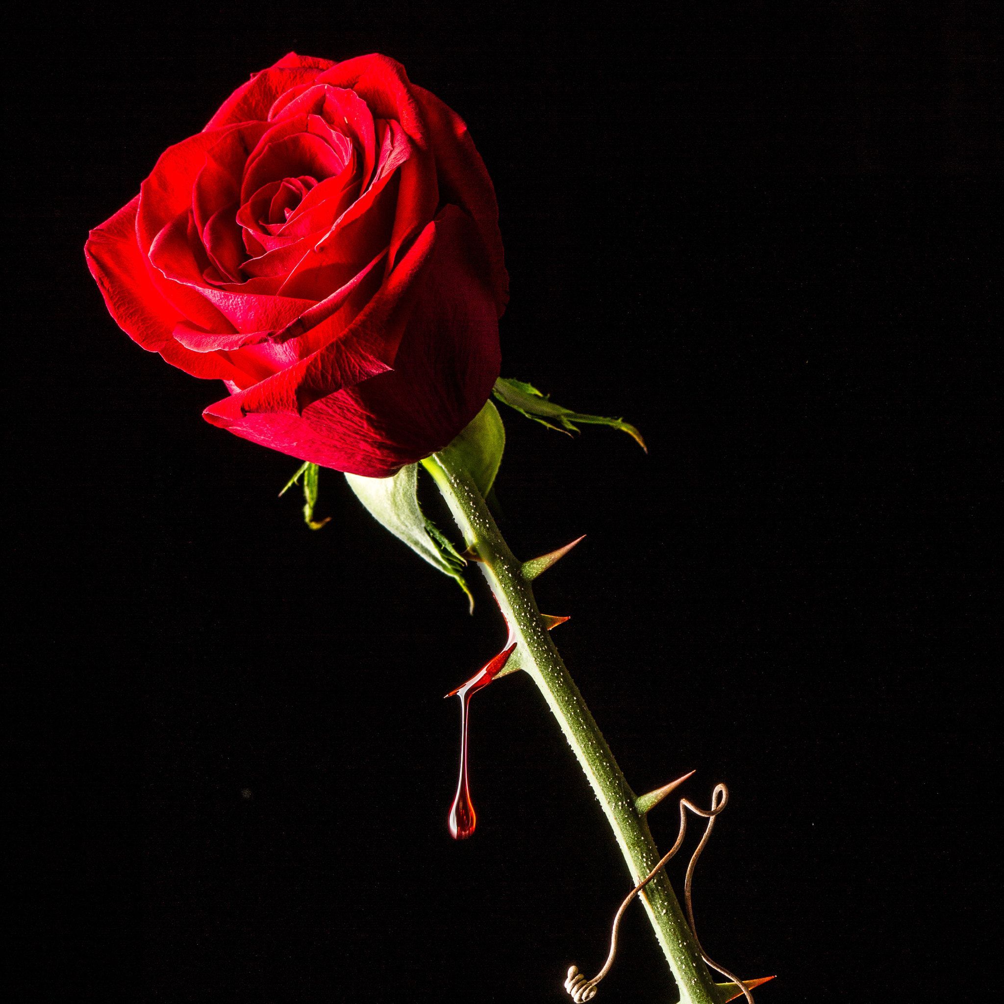 Black Bloody Roses Wallpapers On WallpaperDog
