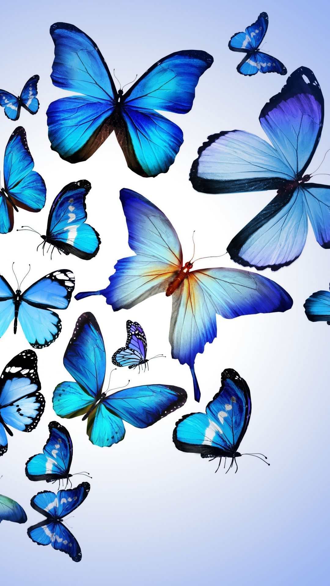 Butterflies Wallpapers on WallpaperDog