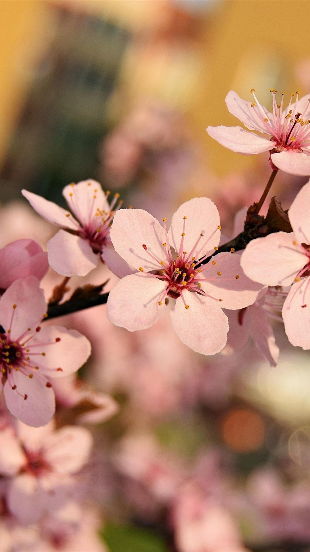 Plum Flowers Wallpapers on WallpaperDog