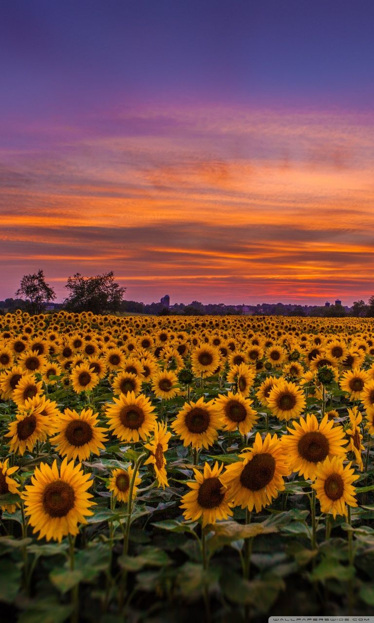 Sunflowers Field iPhone Wallpapers Free Download