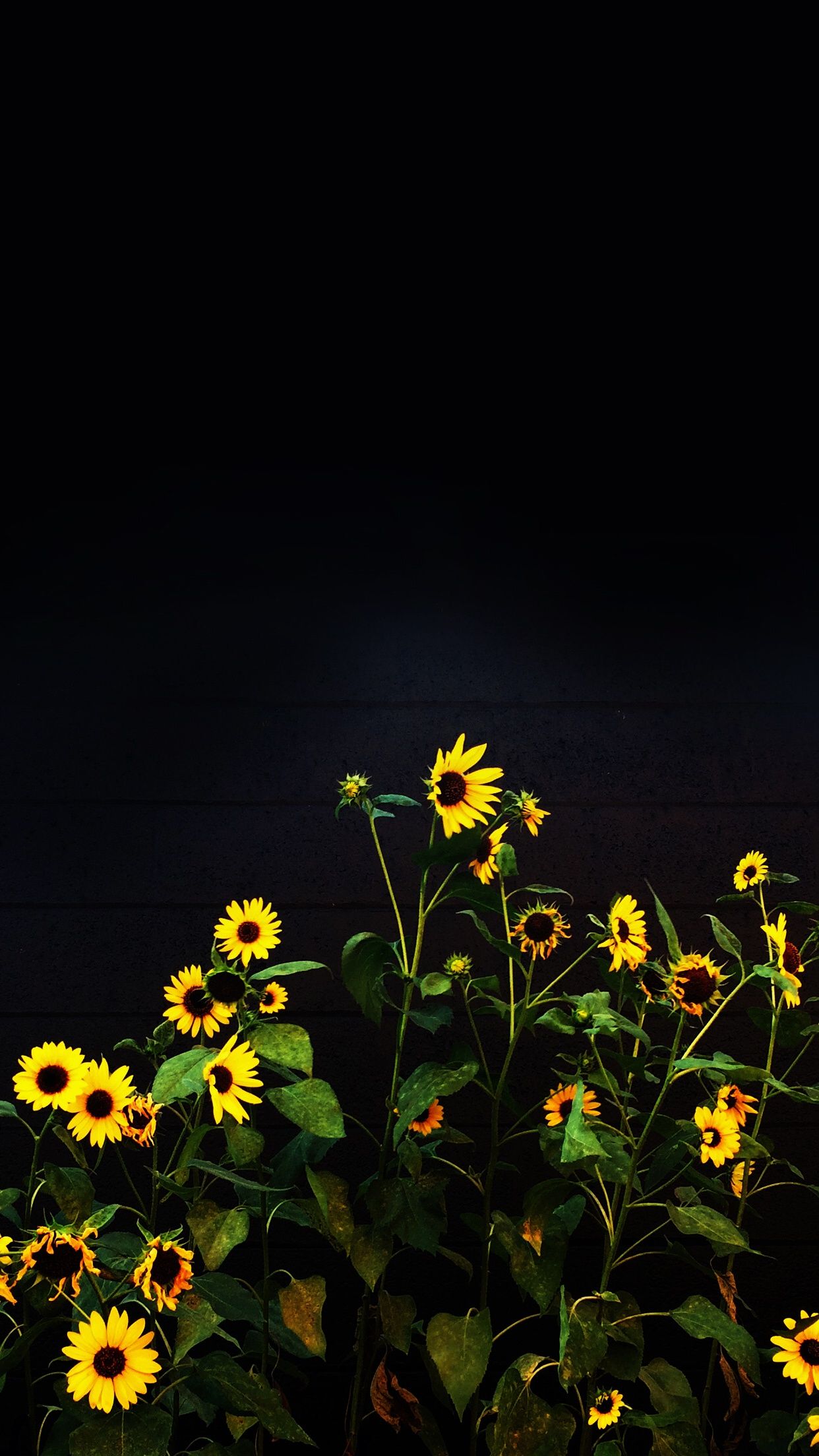 Sunflower iPhone Wallpaper  Free Phone Background  Verderamade