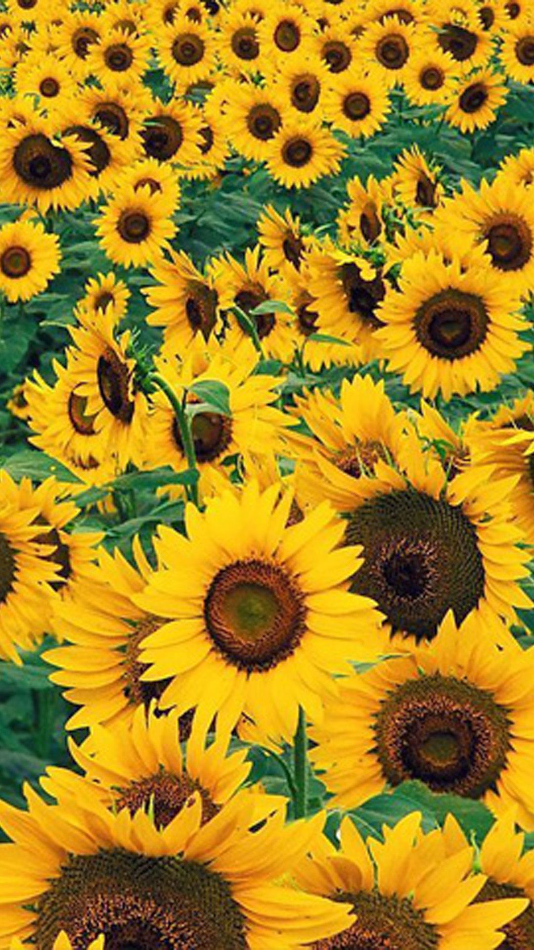 Lock Screen Sunflower Sunset HD phone wallpaper  Pxfuel