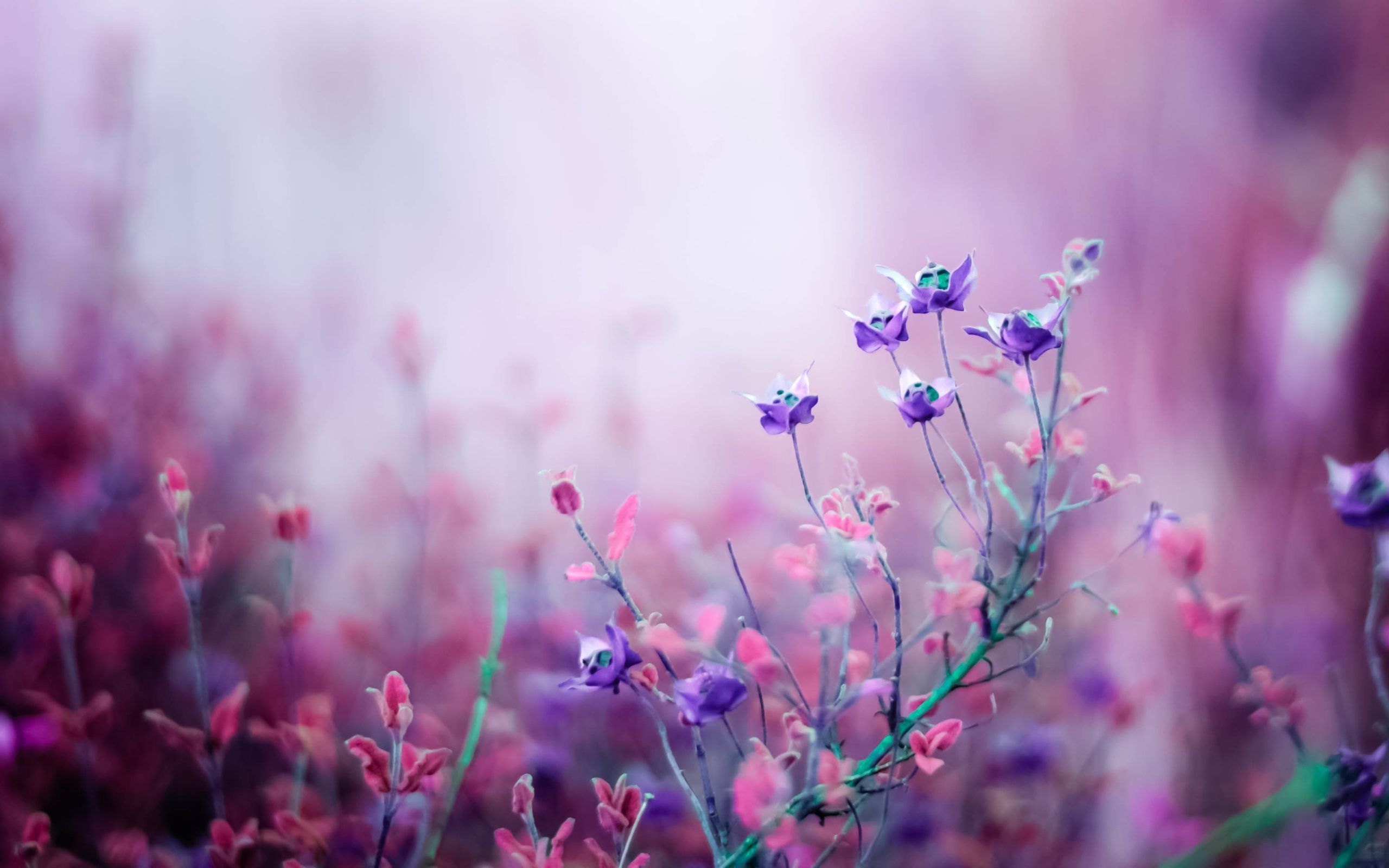 Elegant Light Purple Flower Background Wallpaper Image For Free Download   Pngtree