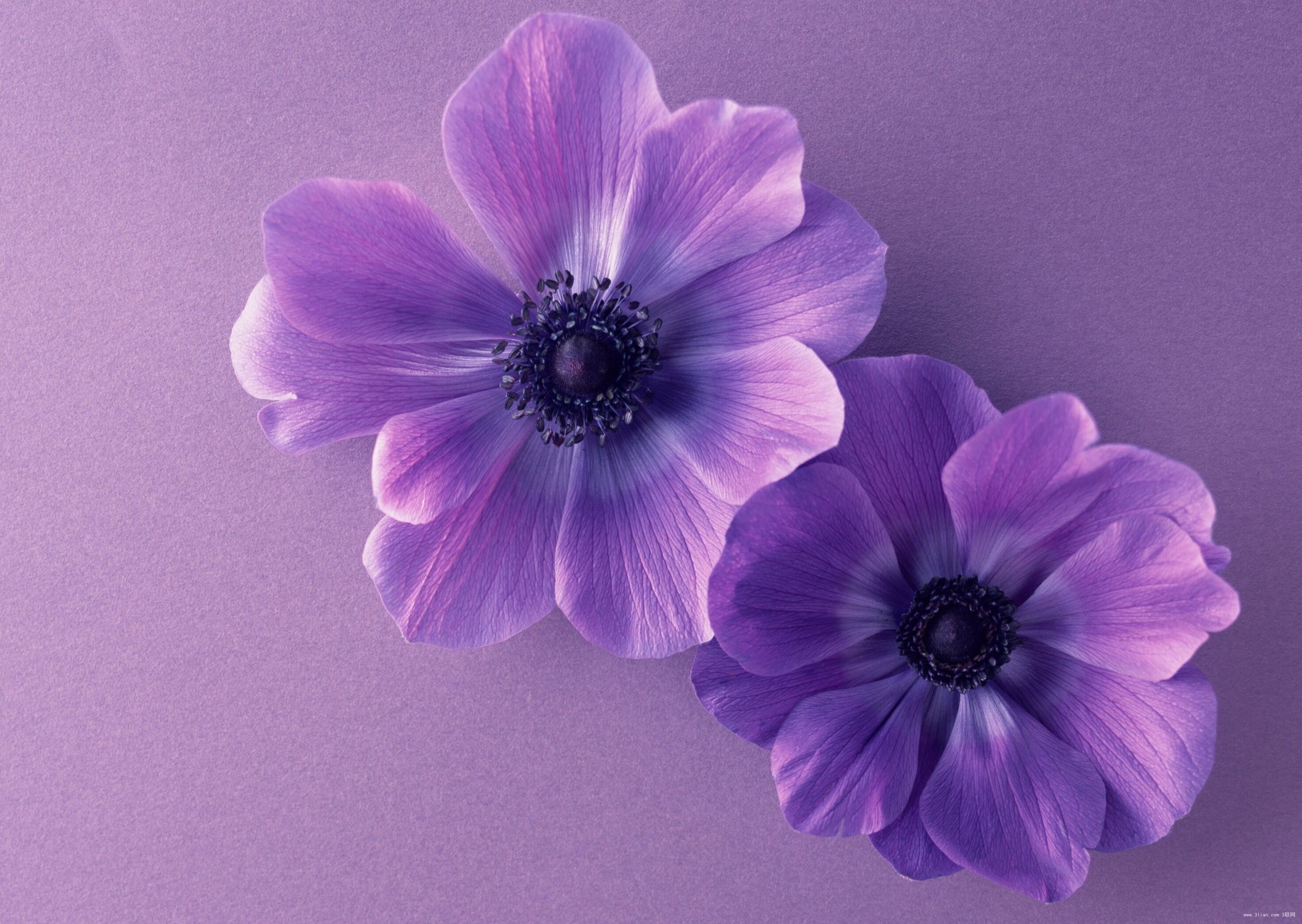 Purple Floral Wallpapers  Top Free Purple Floral Backgrounds   WallpaperAccess