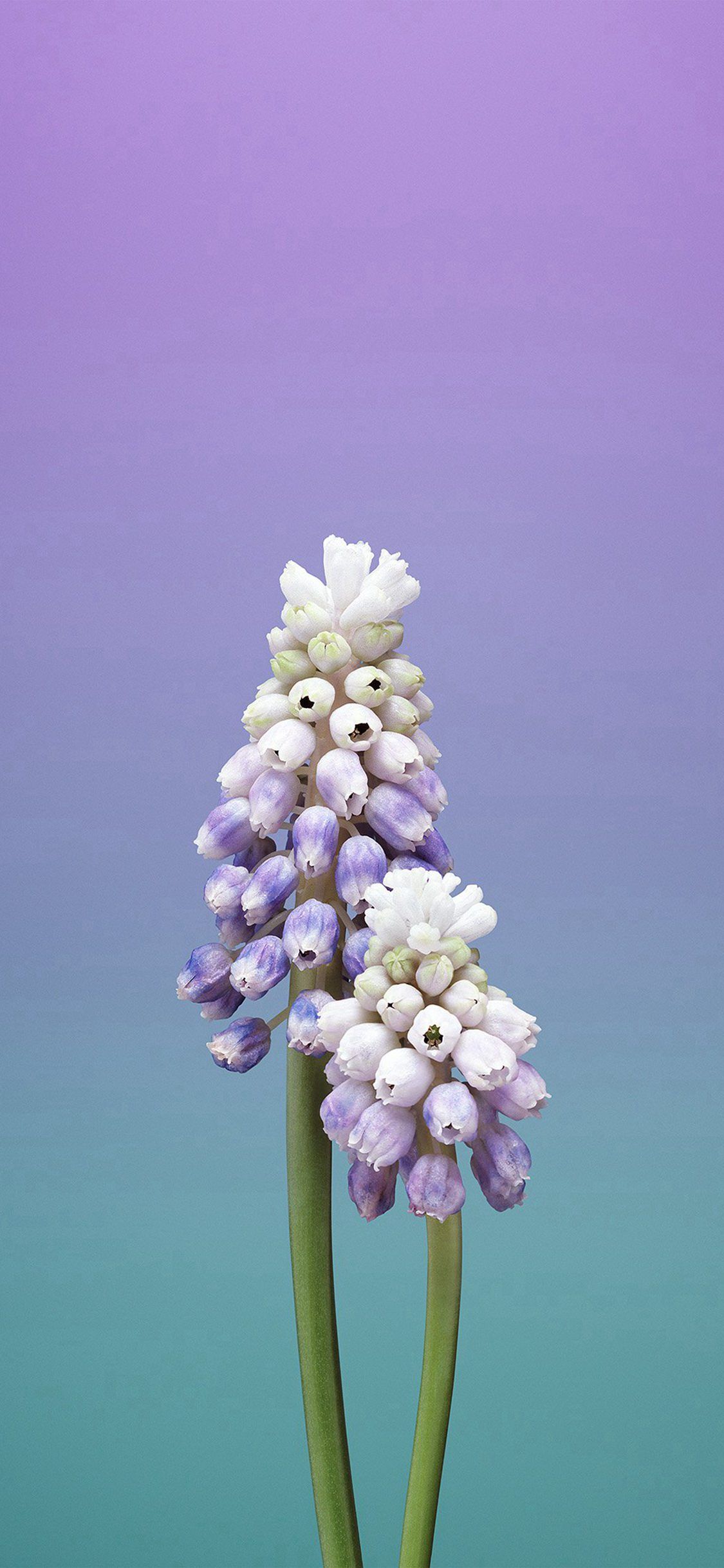 Hoa tím trên iPhone mang đến cho bạn một màu tím thật đẹp mắt và làm nổi bật chiếc điện thoại của bạn. Mỗi bông hoa đều mang lại một hương thơm khác nhau, một sự tươi mới và vẻ đẹp toát lên từ những cánh hoa. Hãy xem hình ảnh để tận hưởng sự kết hợp giữa chiếc điện thoại iPhone và hoa tím tuyệt vời này.