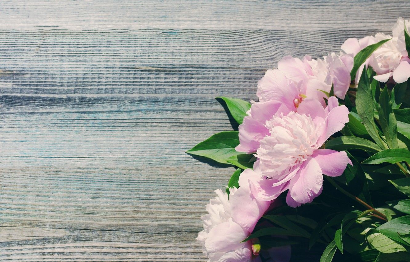 Những hình nền Hoa Paeonia sẽ đem lại cho bạn cảm giác tươi tắn, sang trọng và đặc biệt hơn cả là nguồn cảm hứng mới mẻ cho cuộc sống của bạn. Hãy dành chút thời gian để tìm kiếm bức hình Hoa Paeonia đẹp nhất để trang trí cho màn hình của mình!