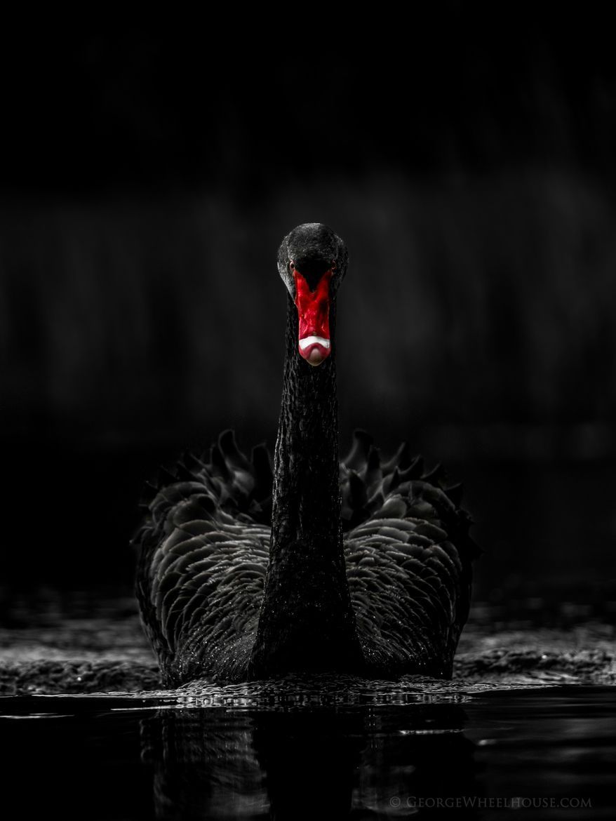 Premium Photo  Black swan flowers digital art ai