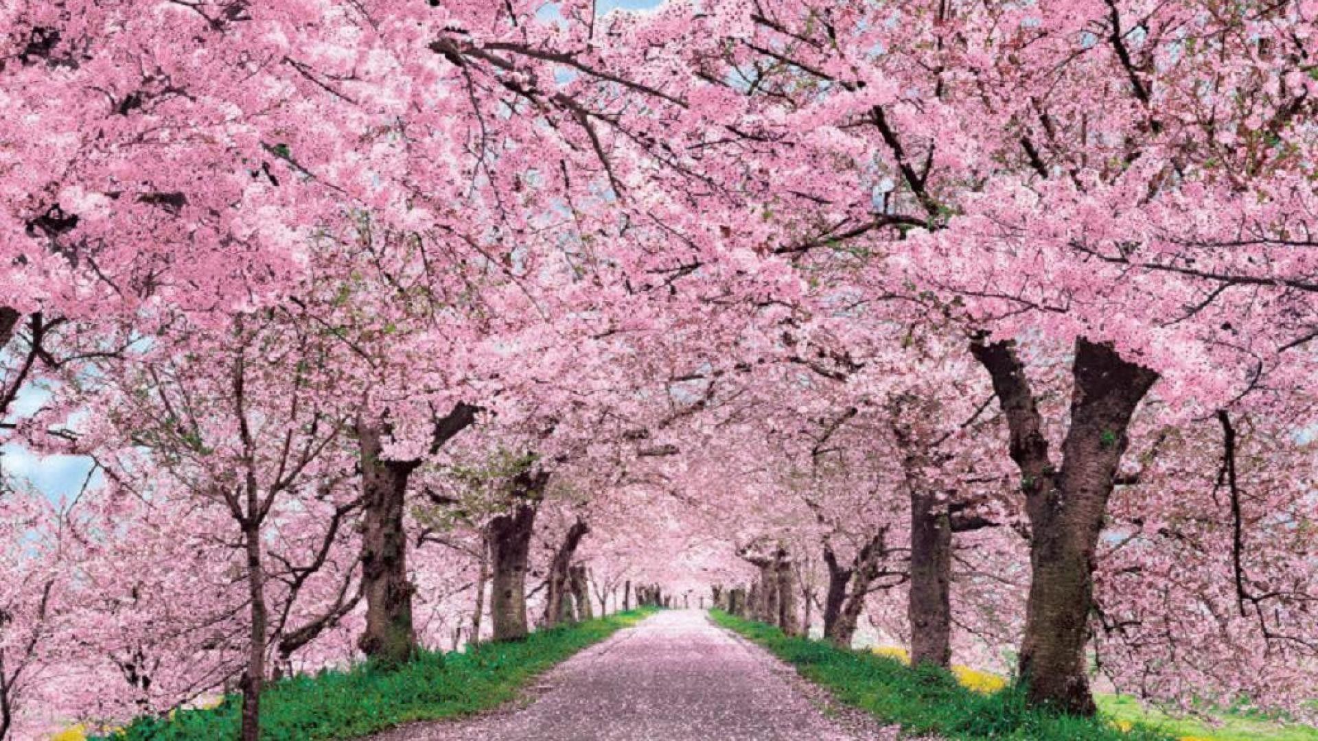 Japanese Cherry Blossom Wallpapers on WallpaperDog