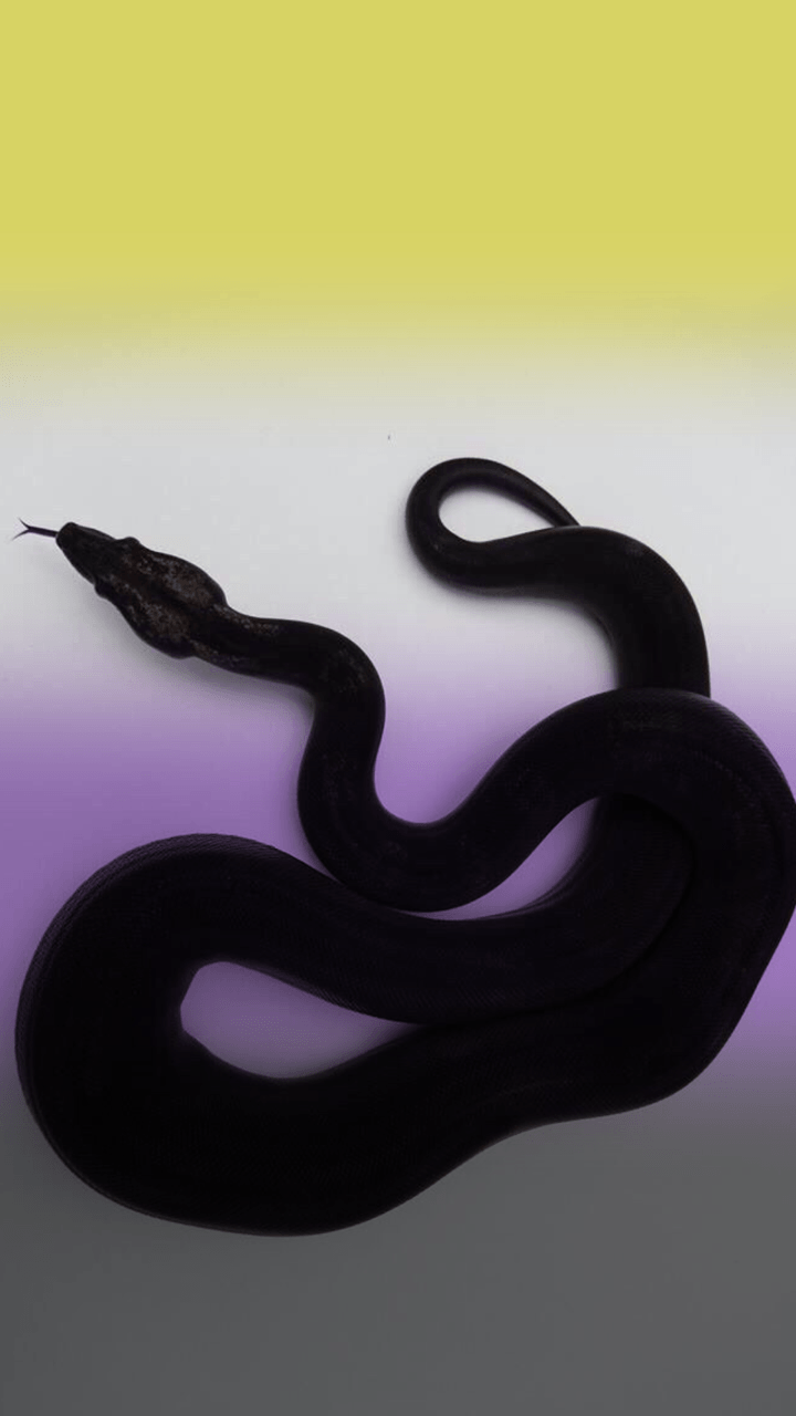 Snowy Snake | Live Wallpaper - free download