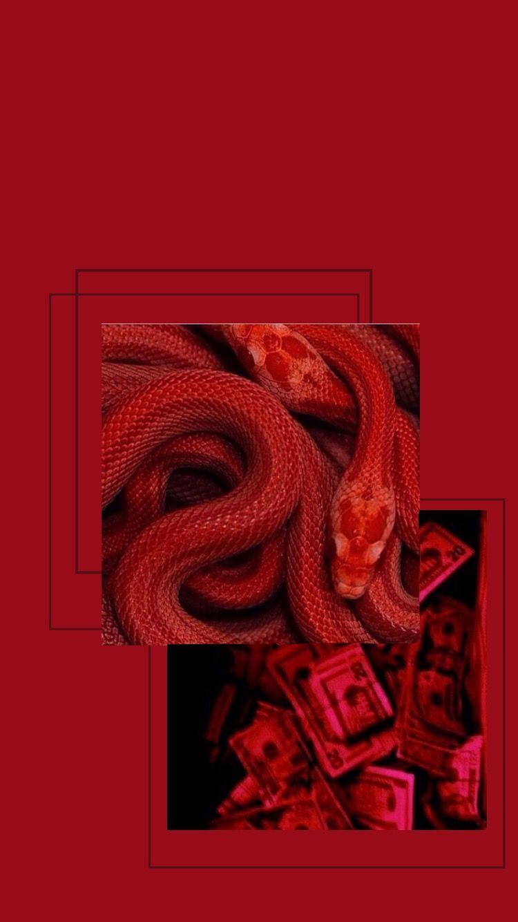 Aesthetic Black Snake Wallpaper Download  MobCup
