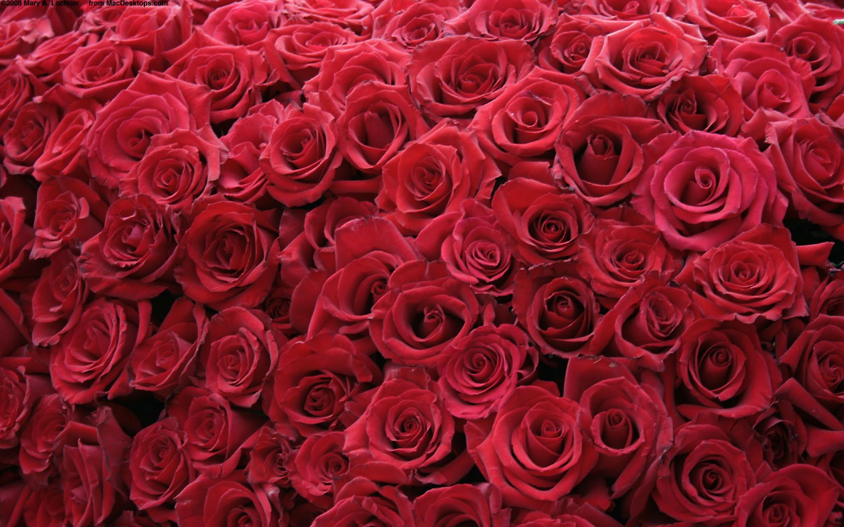 Red Rose Aesthetic Computer Wallpapers On Wallpaperdog