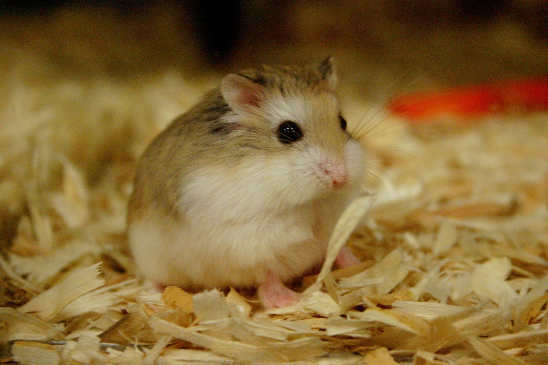 Hamster konbat