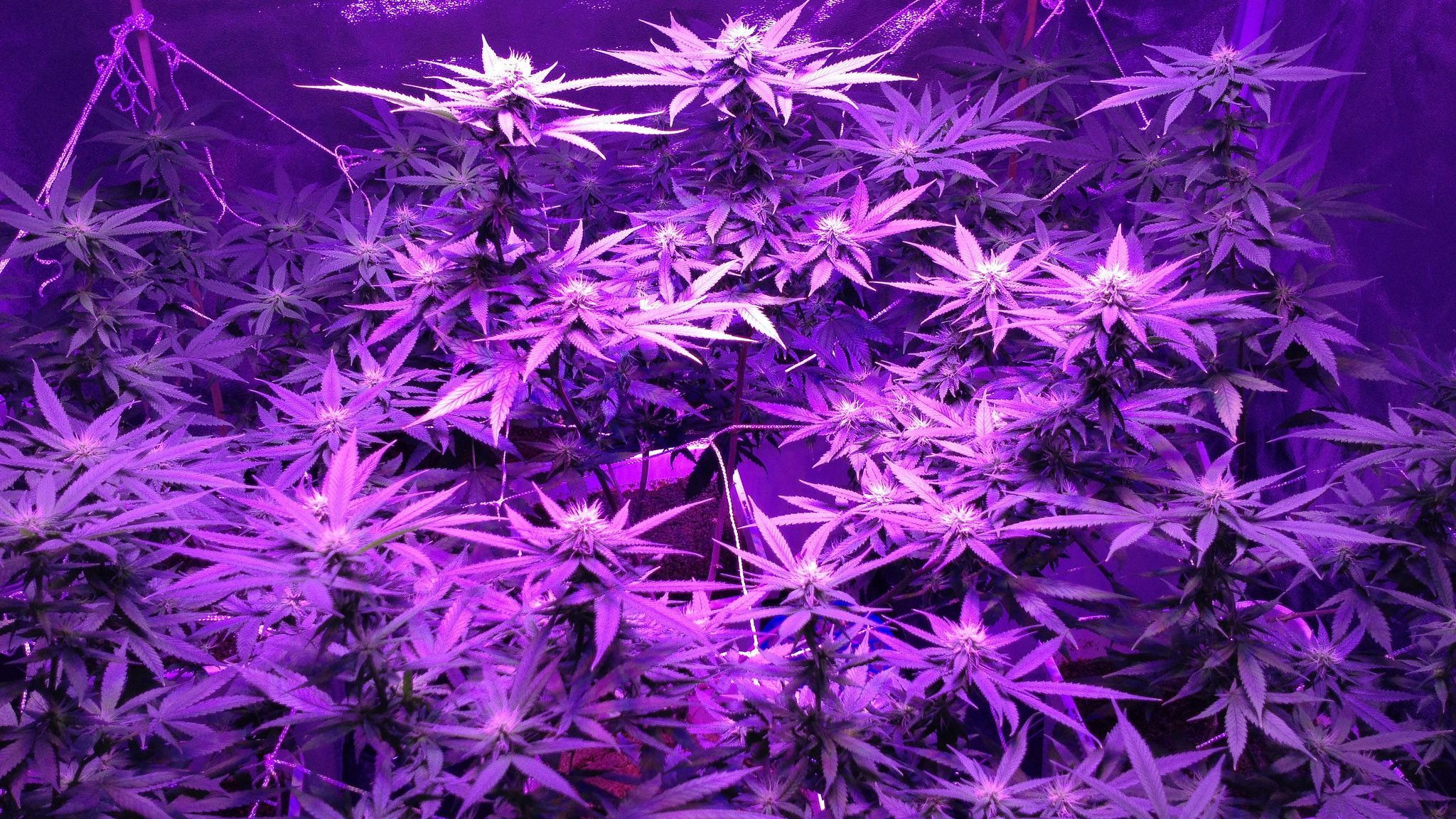 Premium Photo  Marijuana plants cannabis plant growing in ultraviolet  light blooming cannabis sativa background