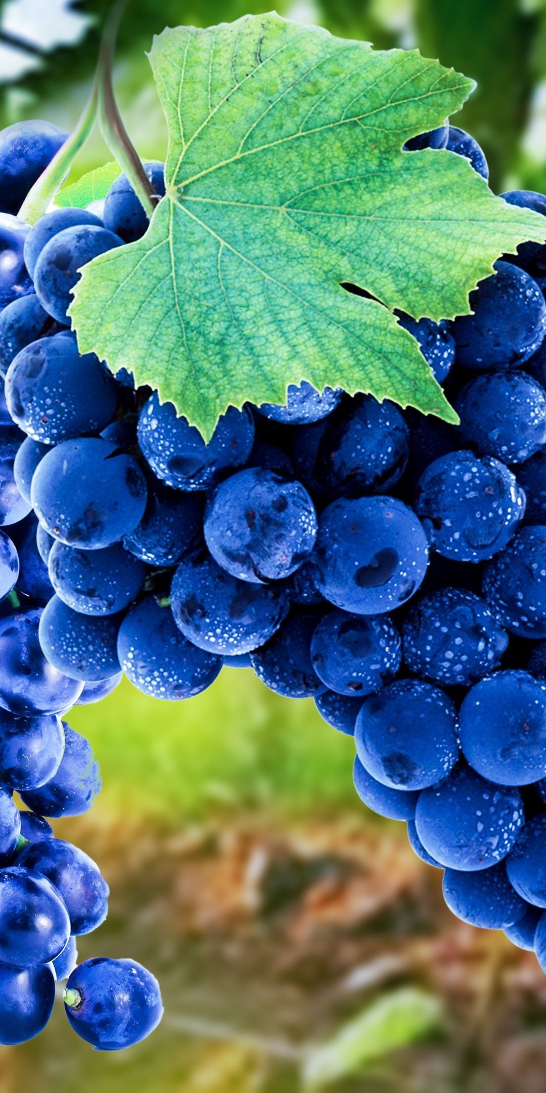 French Bordeaux Grape Mobile Phone Wallpaper Images Free Download on  Lovepik  400461415