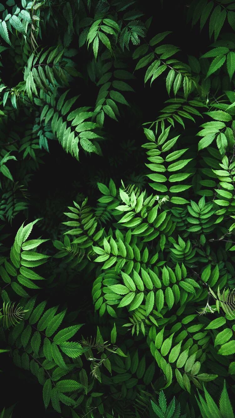 Green Leaf Wallpaper  iPhone Android  Desktop Backgrounds