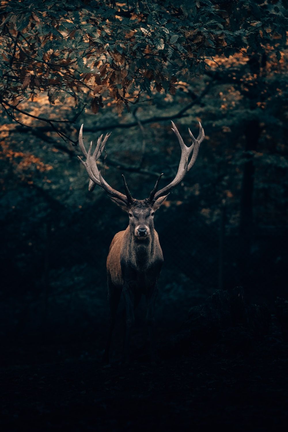 HD cute deer wallpapers  Peakpx