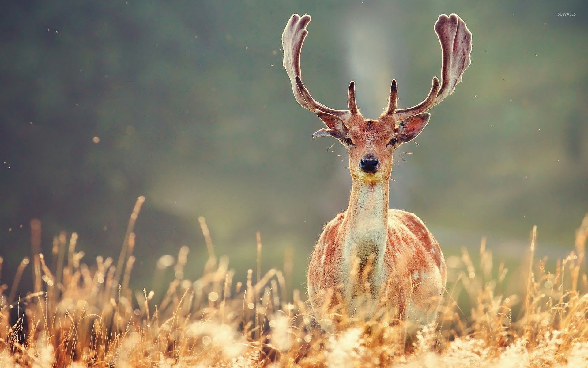 Top Deer Hunting Camo FULL For PC Background HD wallpaper  Pxfuel