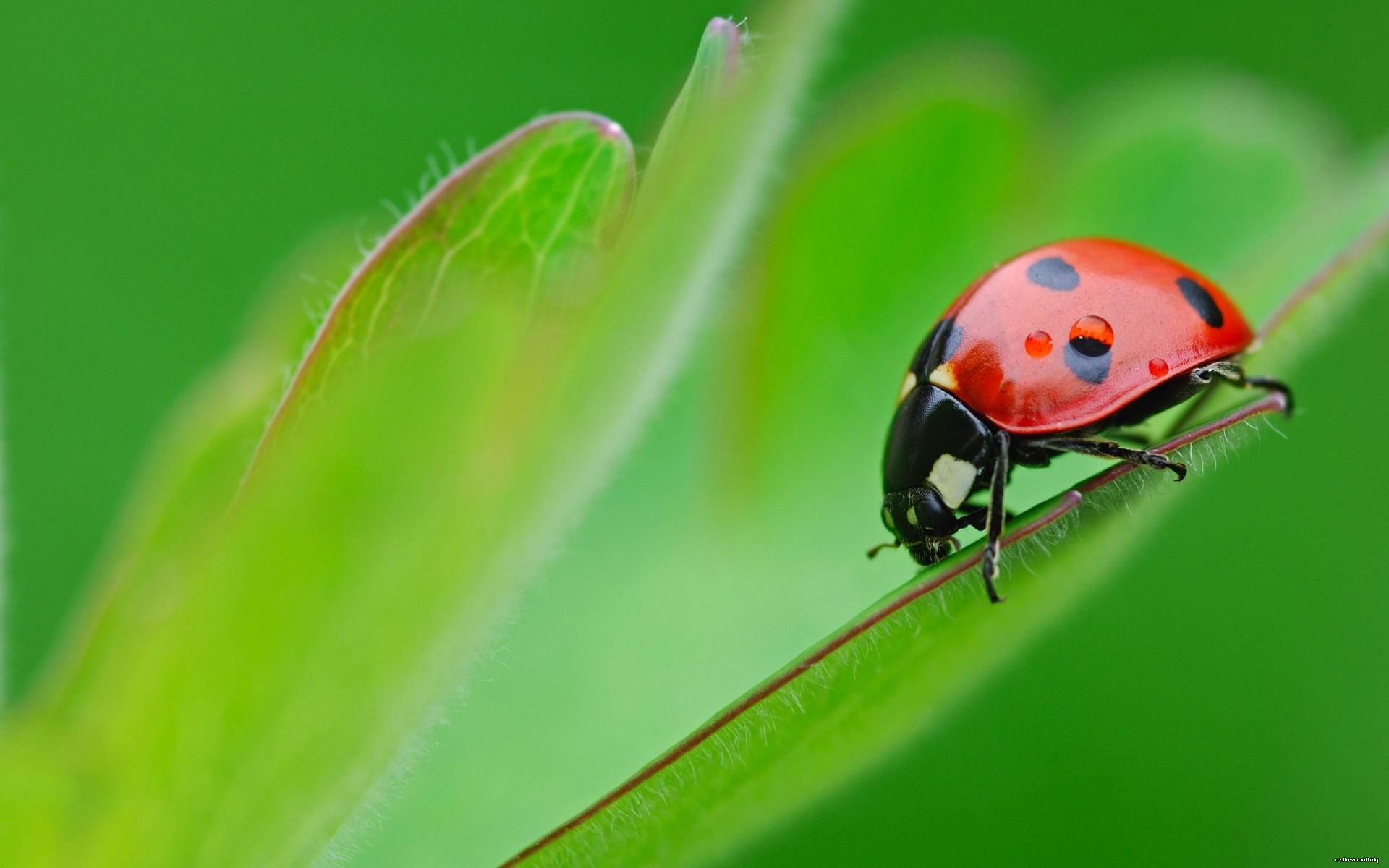 Ladybug Wallpapers on WallpaperDog