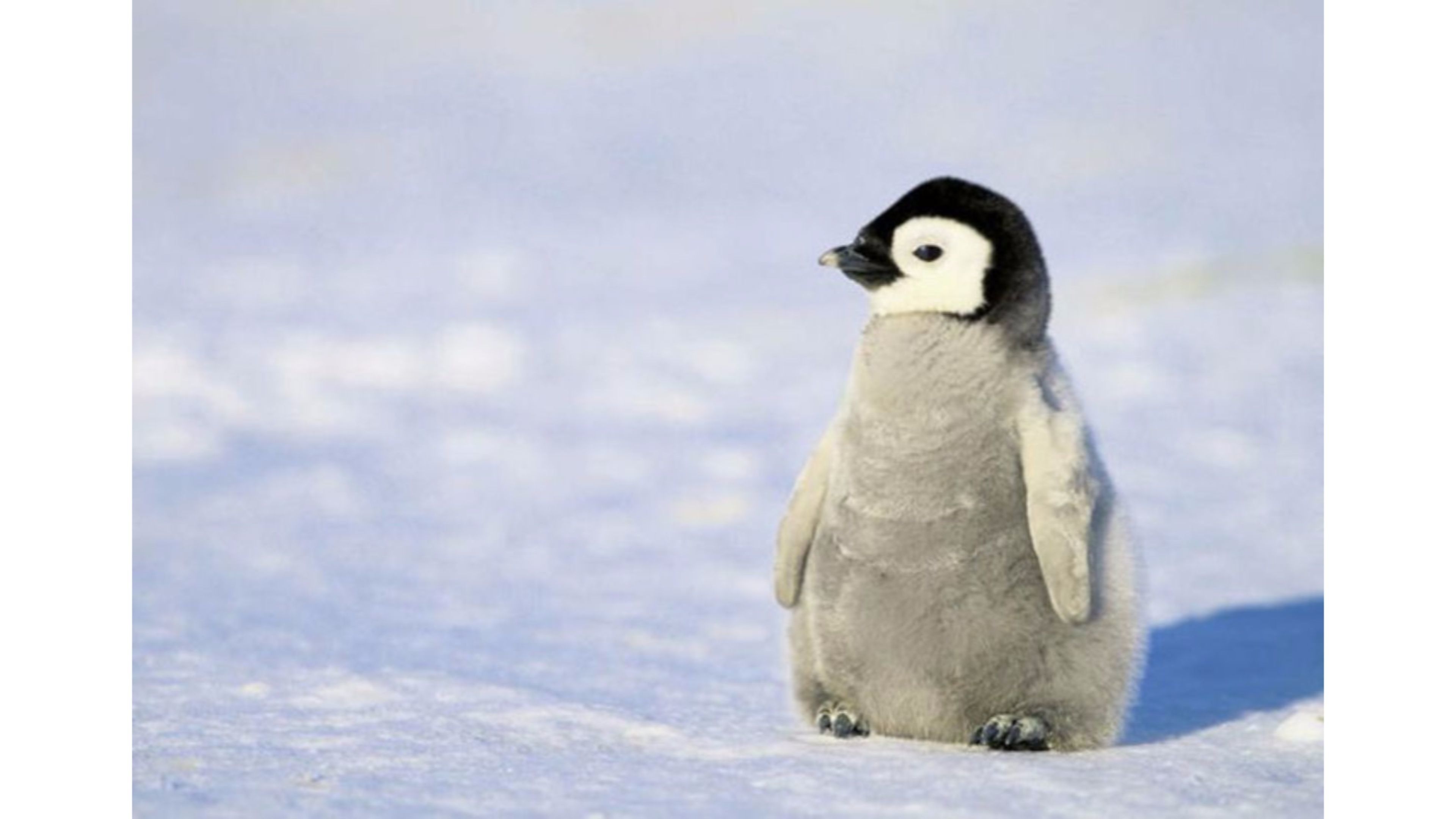 Penguin Photos Download The BEST Free Penguin Stock Photos  HD Images