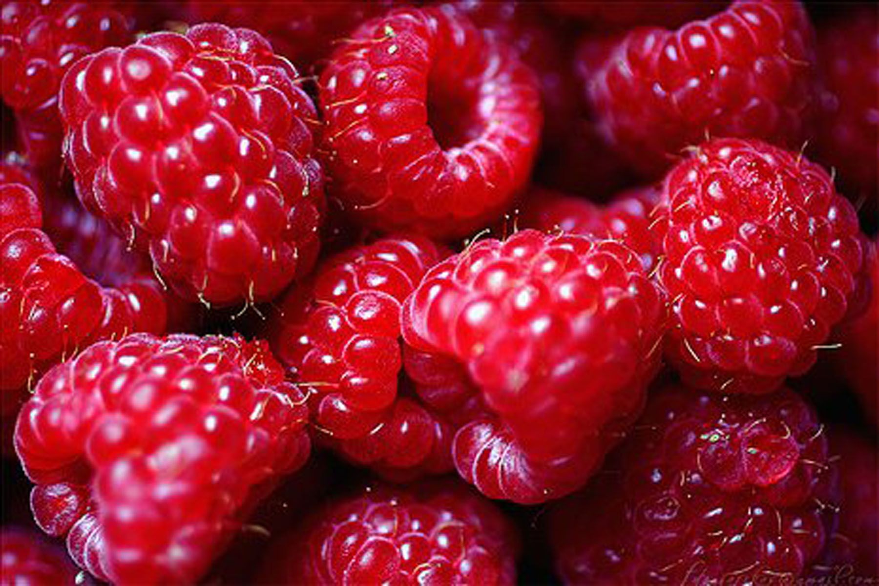 Deep Raspberry Background Raspberry Wallpapers on WallpaperDog