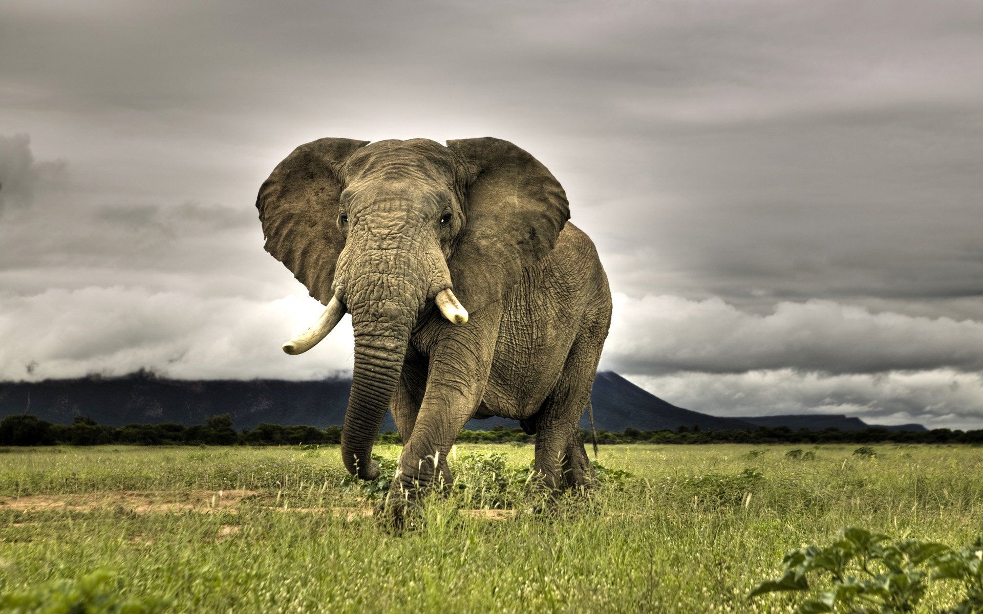 Elephant Wallpapers  Best Wallpapers