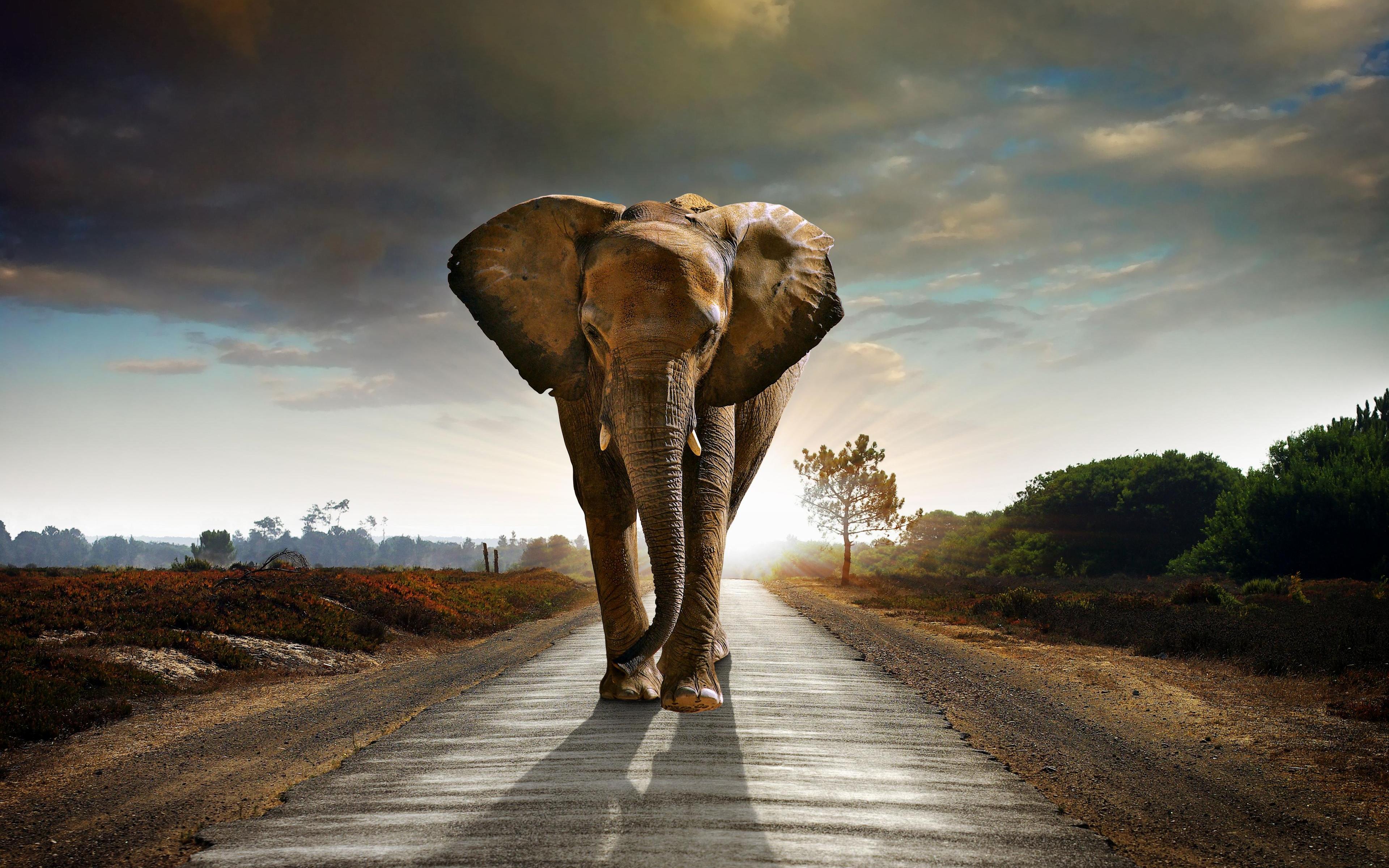 African Elephant Desktop Wallpaper 18622  Baltana